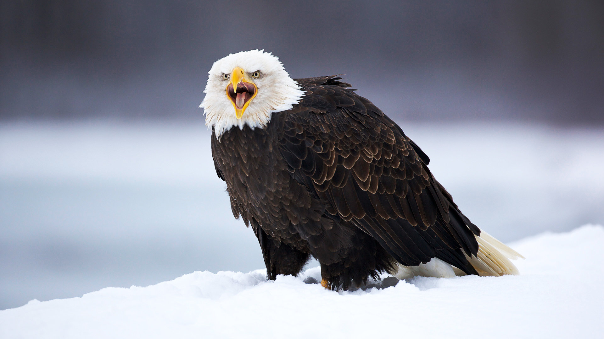 Download hd 1080p Eagle PC background ID:231362 for free