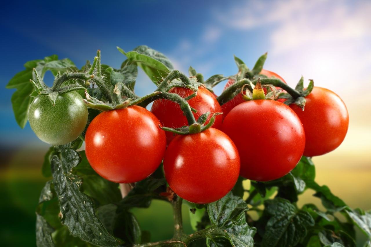 Best Tomato wallpaper ID:95396 for High Resolution hd 1280x854 PC