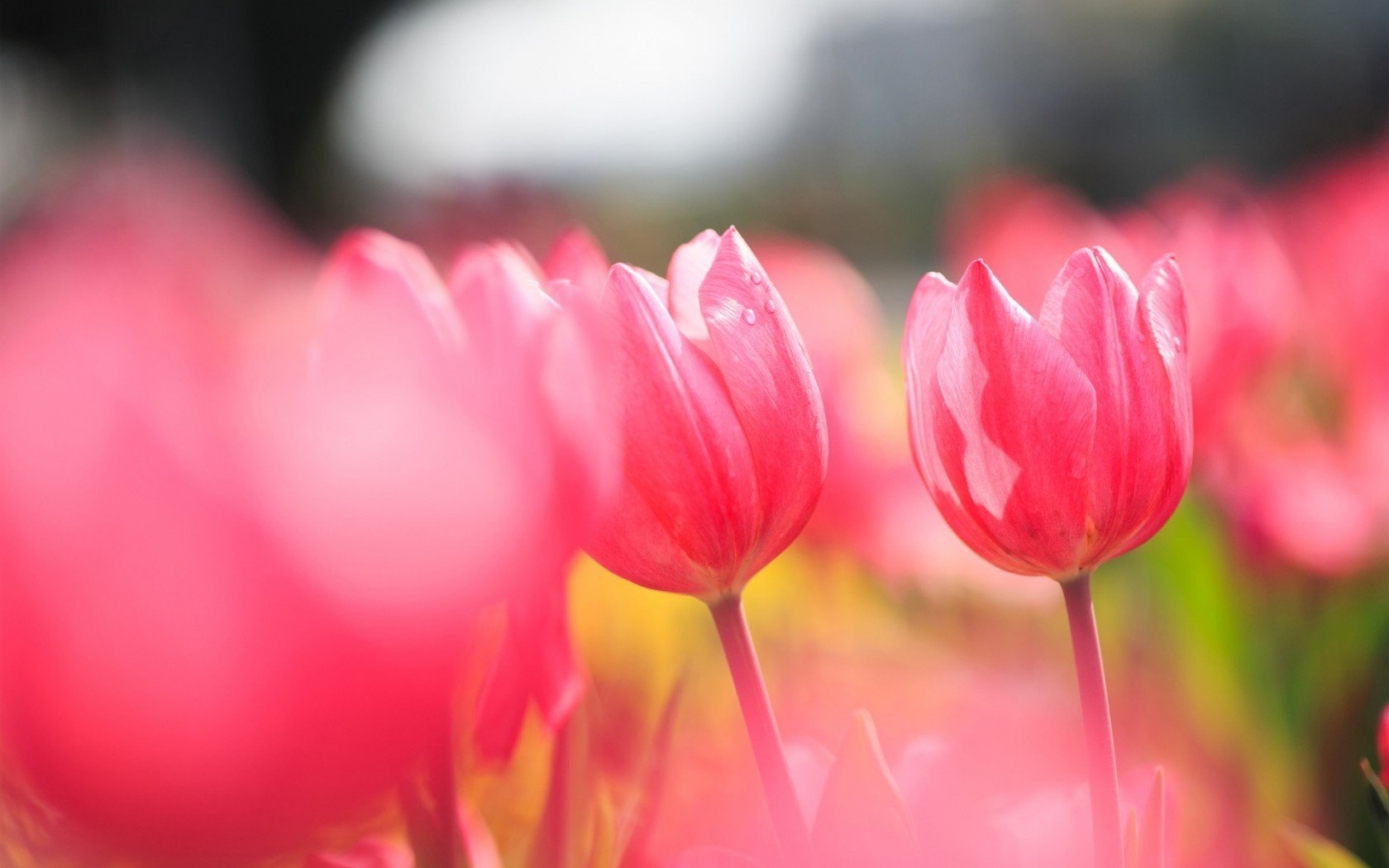 Free download Tulip background ID:157461 hd 1680x1050 for desktop
