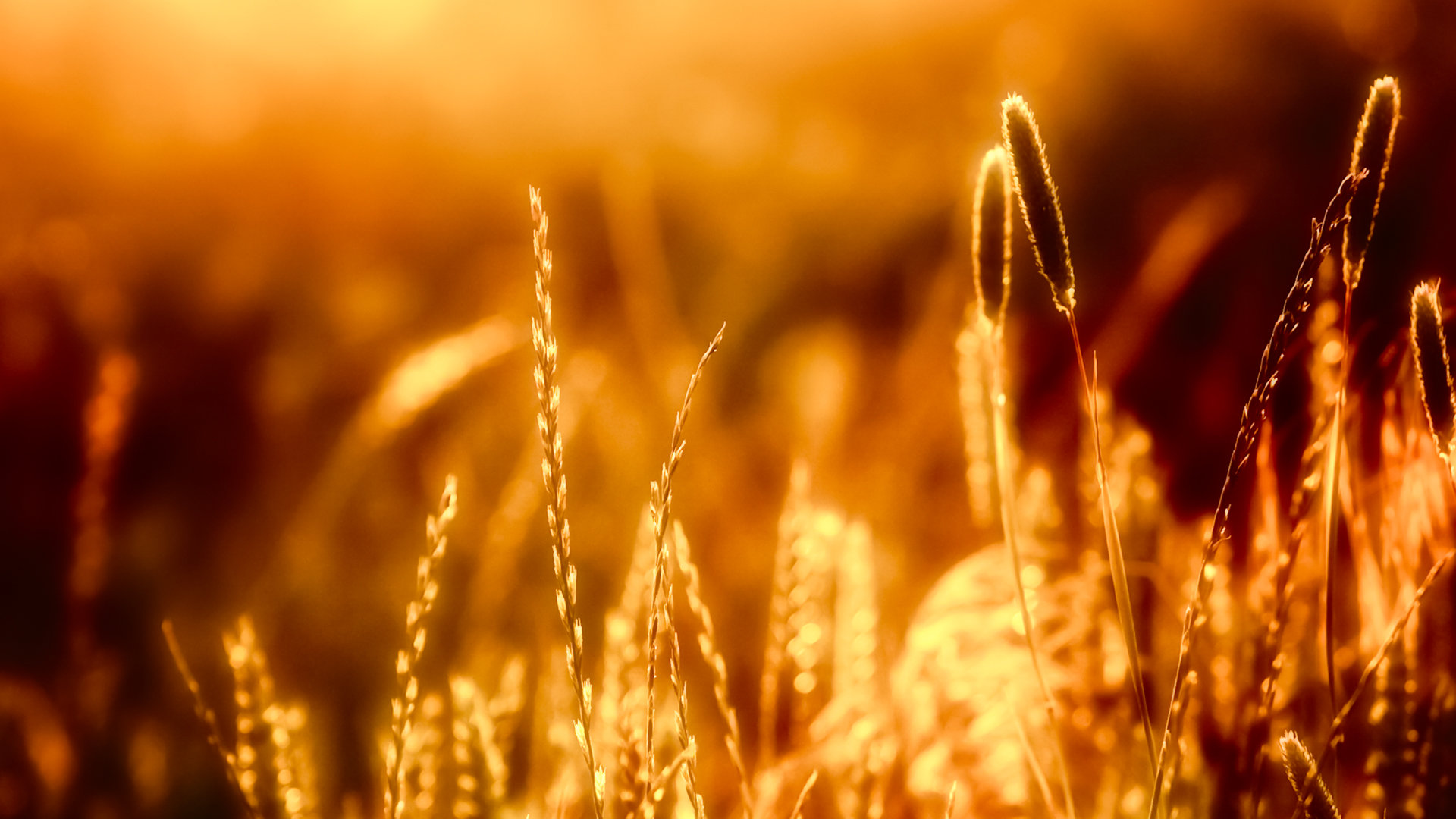 Free Wheat high quality wallpaper ID:392062 for full hd 1080p PC