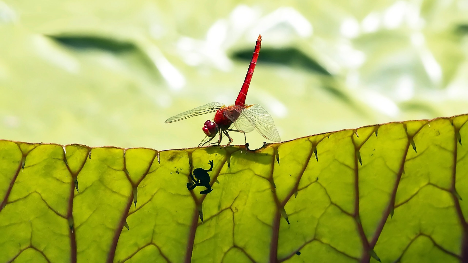 Best Dragonfly wallpaper ID:467673 for High Resolution full hd 1080p computer