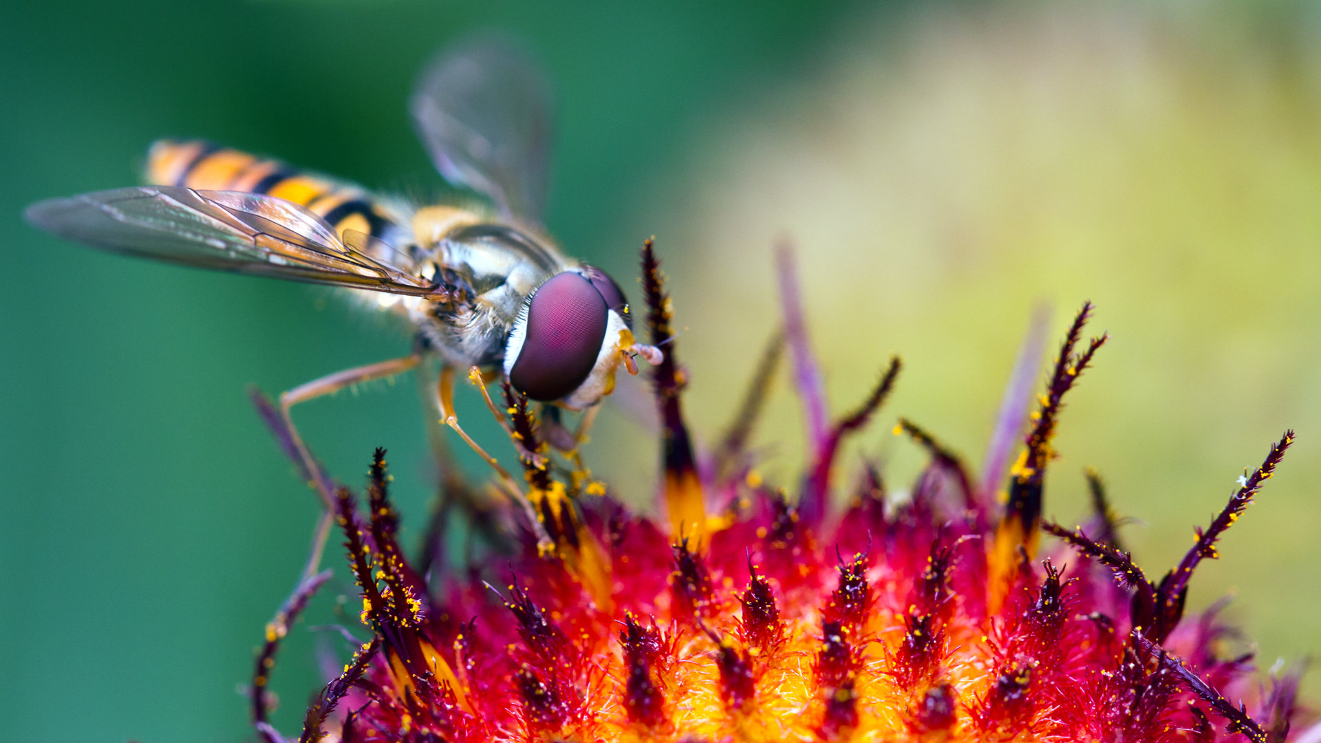 Download 1080p Fly computer background ID:275238 for free