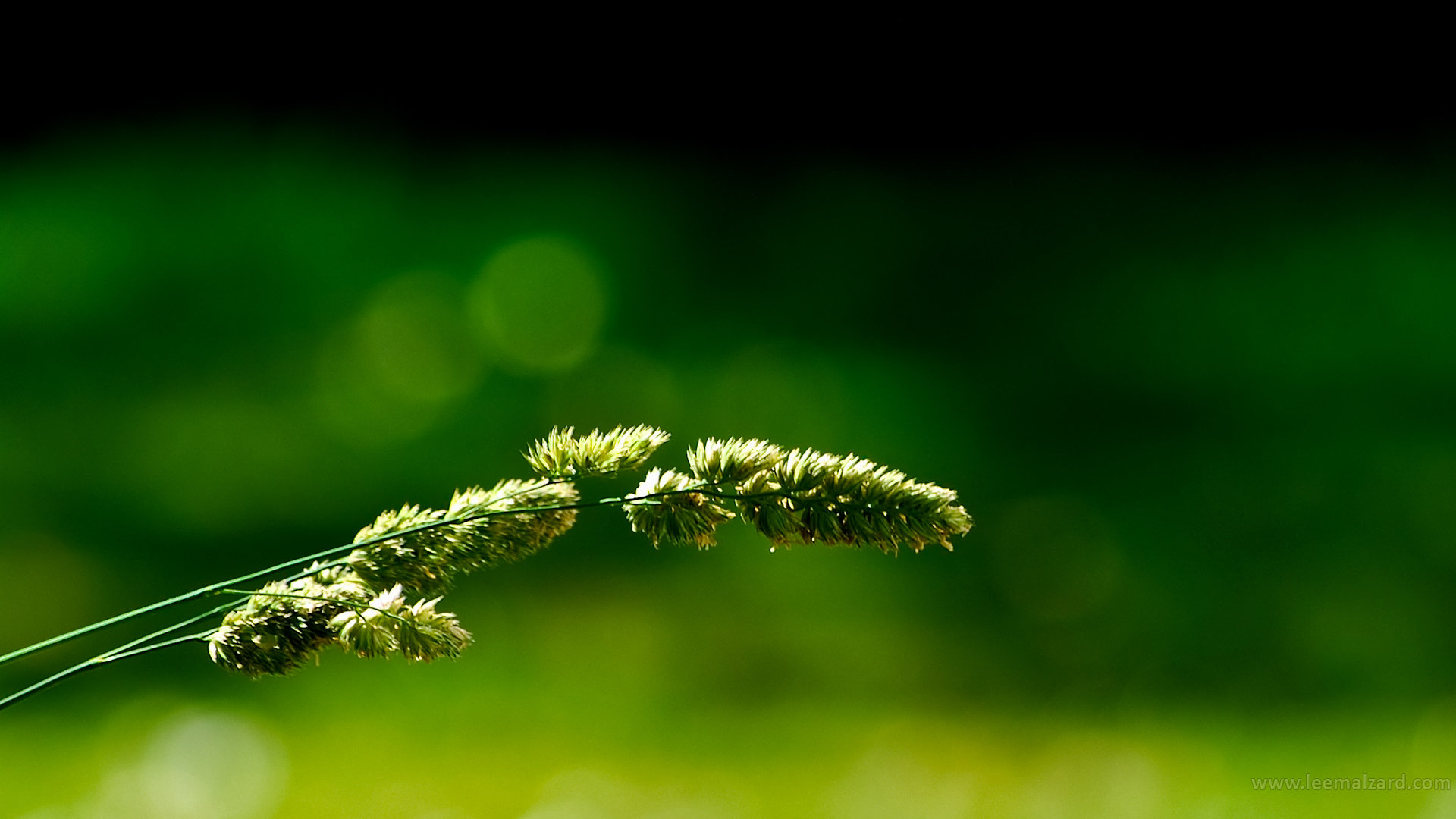 Free Grass high quality background ID:377952 for hd 1920x1080 desktop