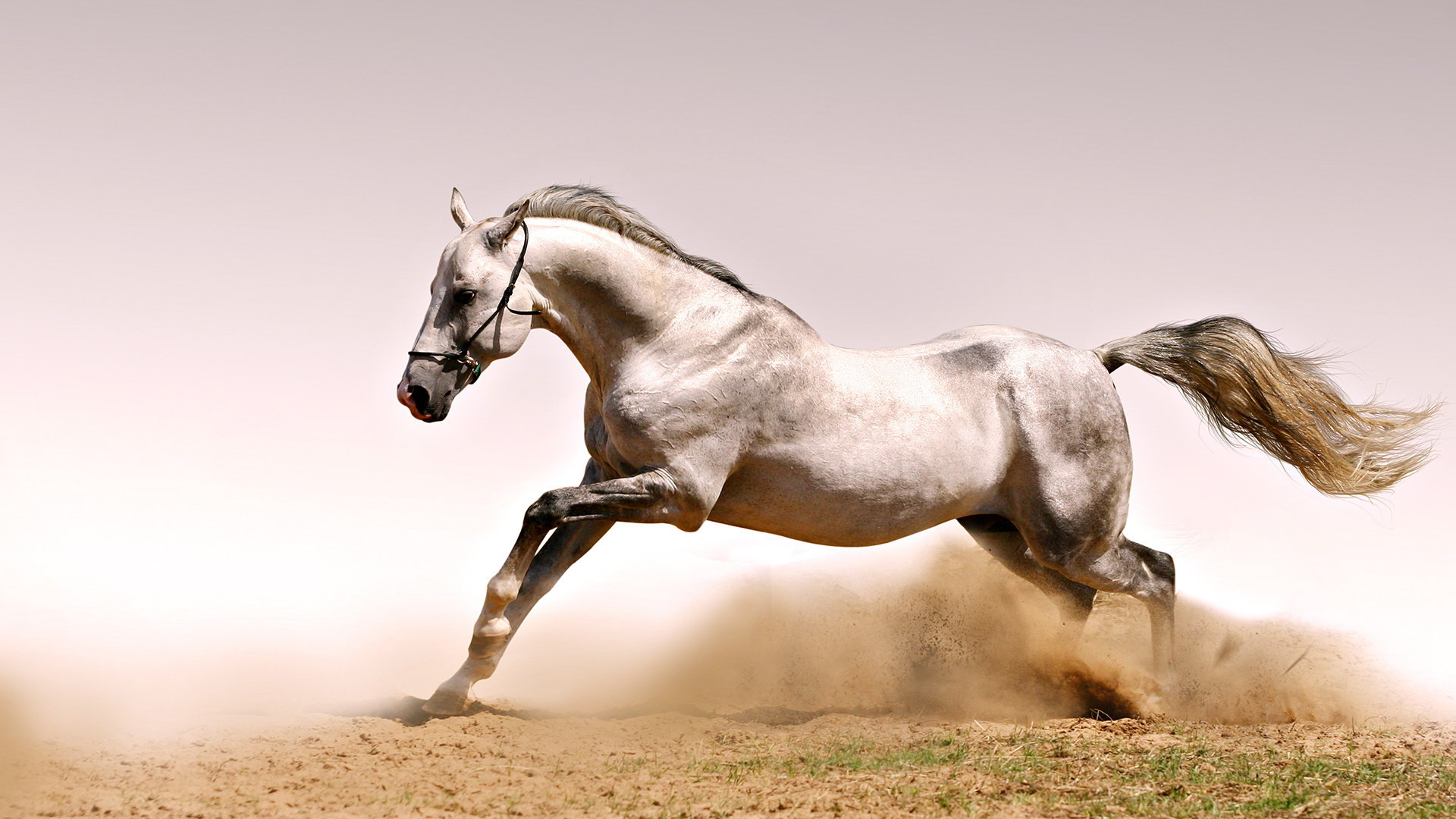 Free Horse high quality background ID:23744 for full hd 1080p computer