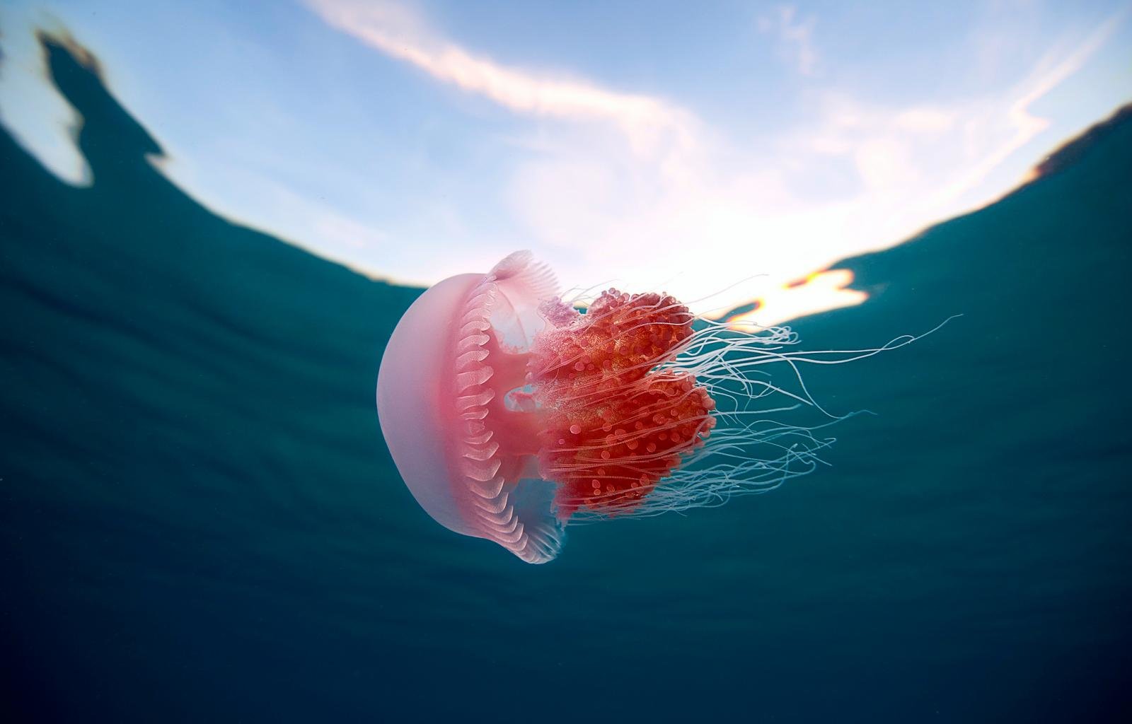 Best Jellyfish wallpaper ID:199660 for High Resolution hd 1600x1024 PC