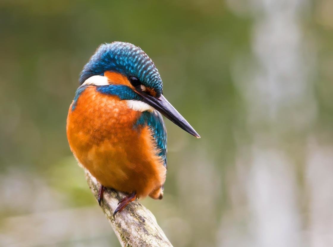 Best Kingfisher wallpaper ID:311307 for High Resolution hd 1120x832 PC