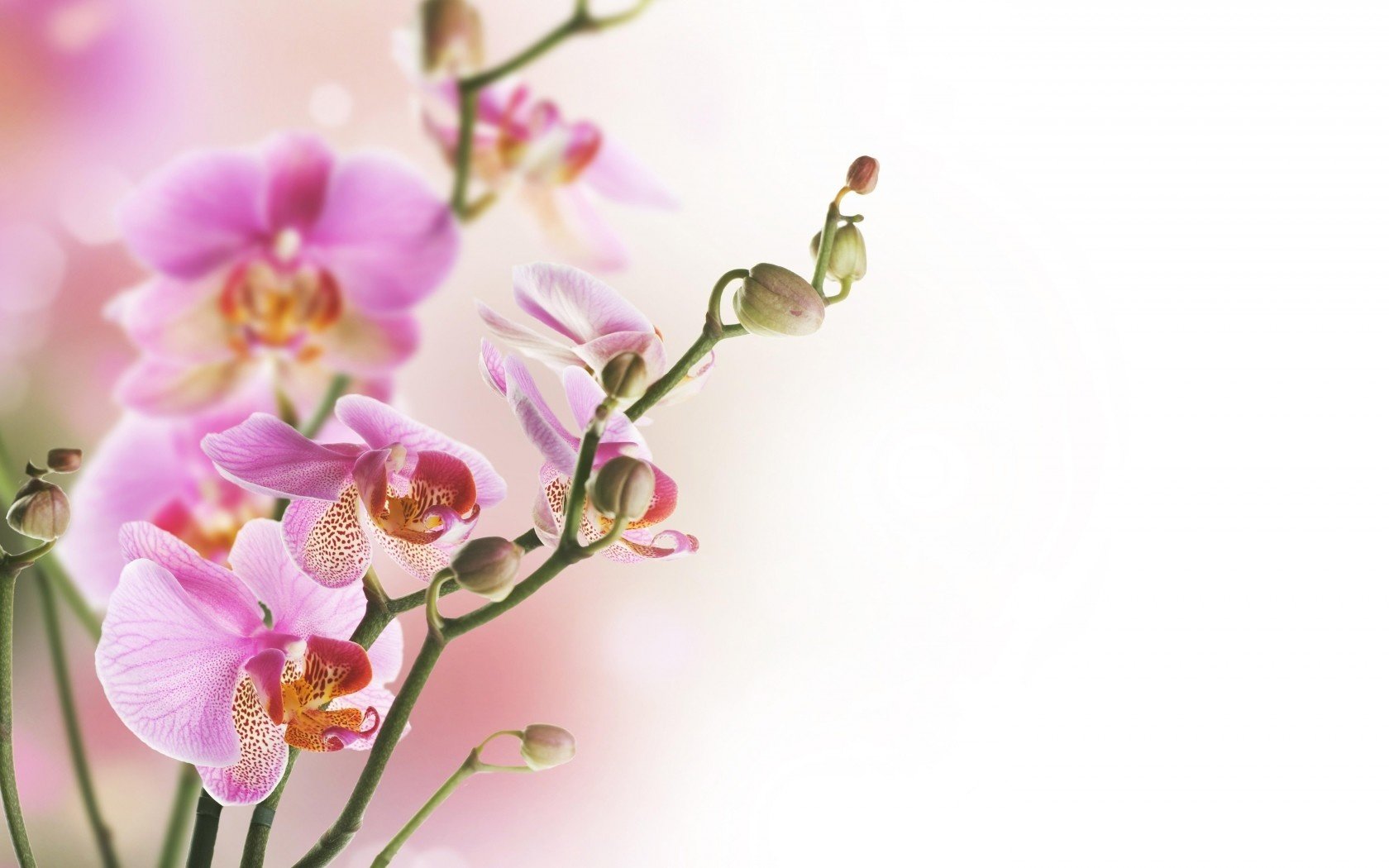 Free download Orchid background ID:449491 hd 1680x1050 for PC