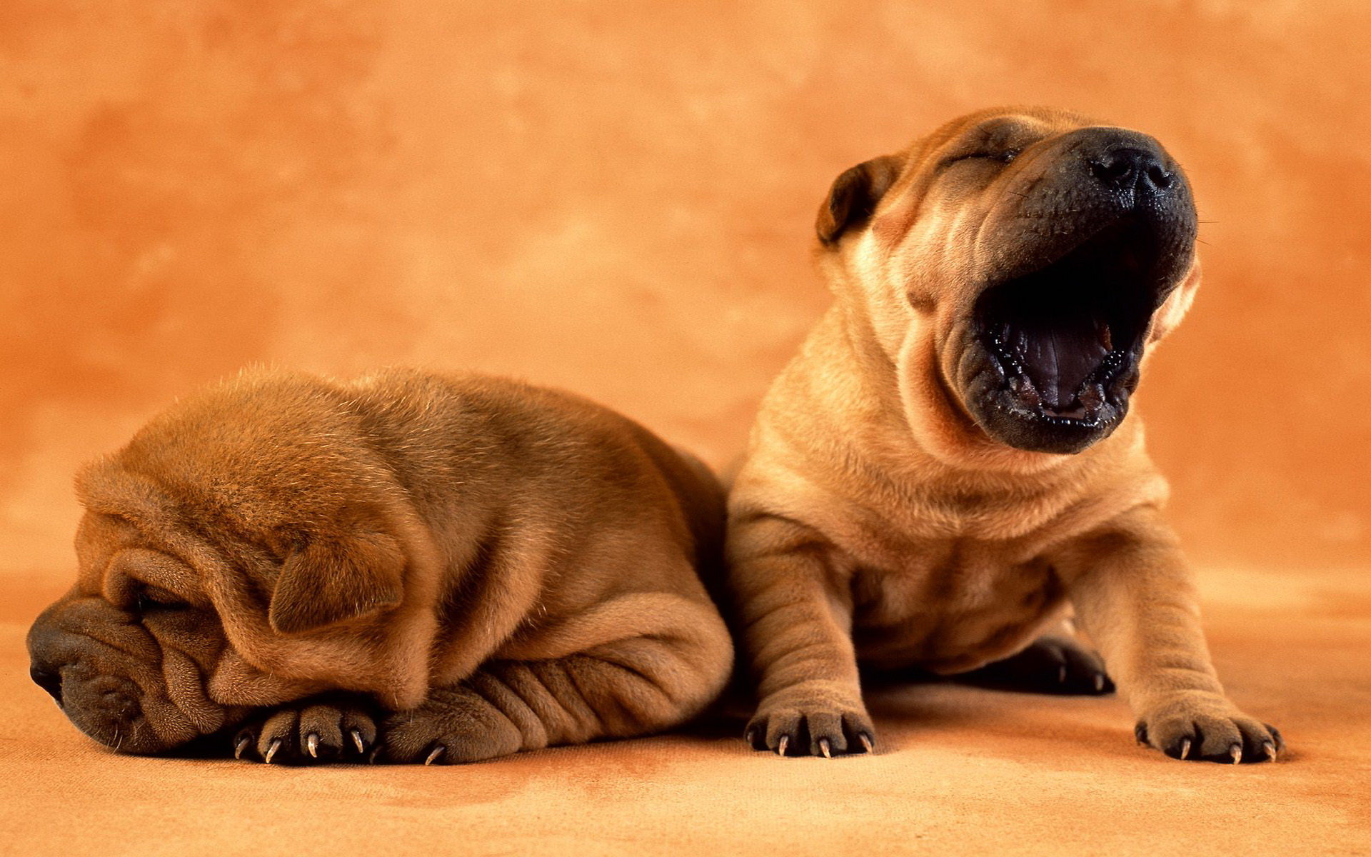 Free Shar Pei high quality background ID:376280 for hd 1920x1200 PC