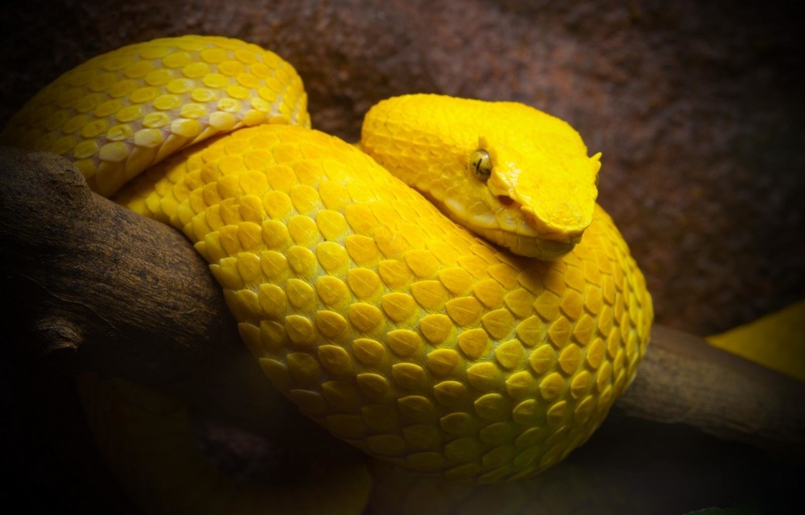 Download hd 1600x1024 Snake computer background ID:137222 for free