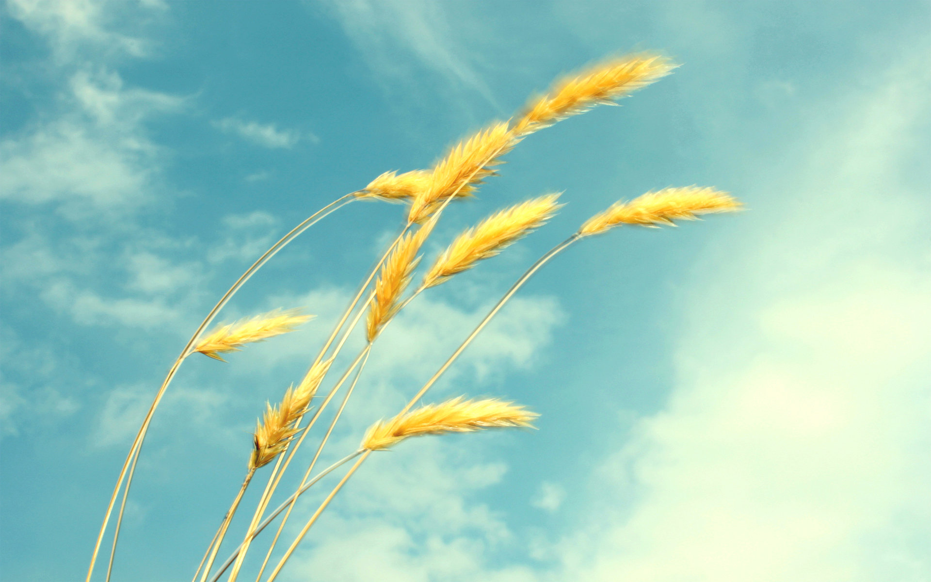 Awesome Wheat free wallpaper ID:392064 for hd 1920x1200 computer