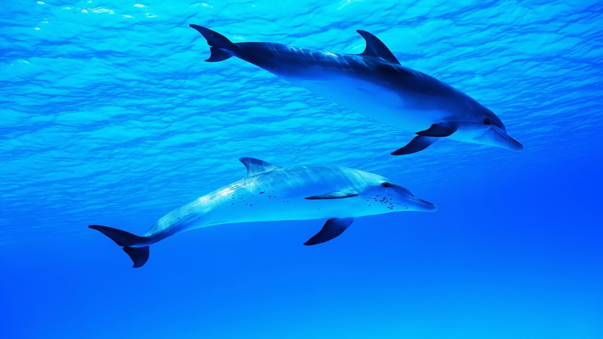 Free download Dolphin background ID:248398 full hd 1080p for PC