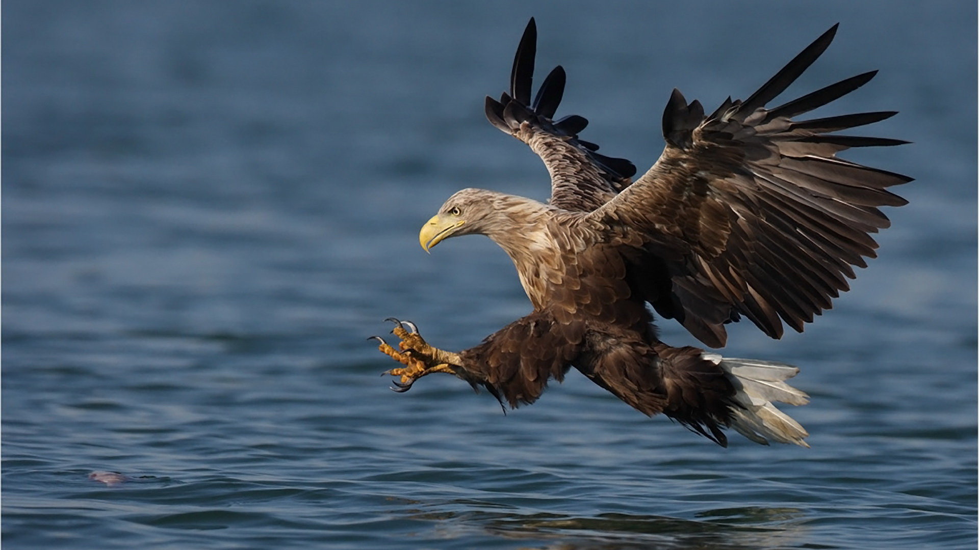 High resolution Eagle full hd 1920x1080 wallpaper ID:231225 for PC