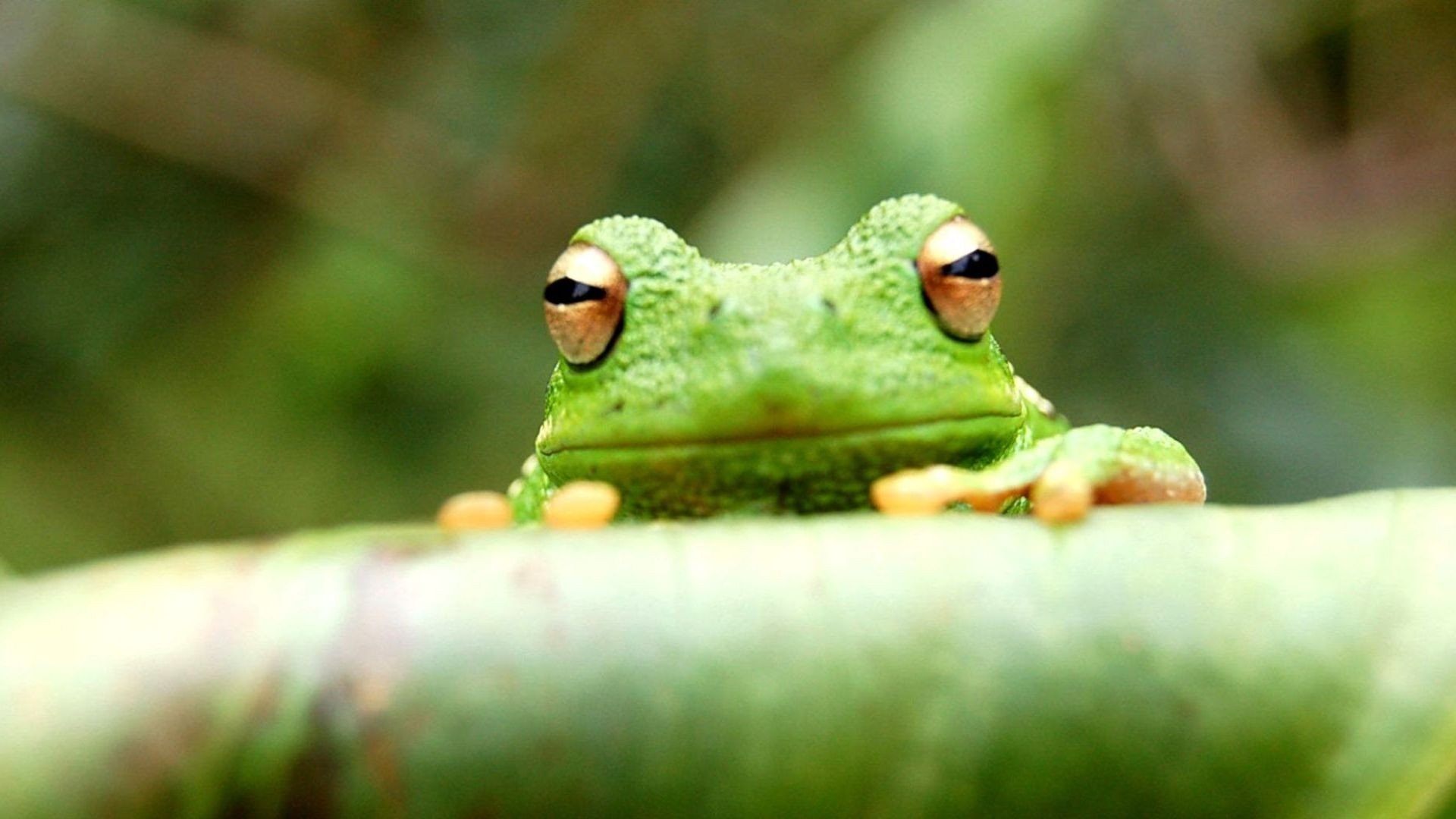 Free download Frog background ID:328803 hd 1920x1080 for computer