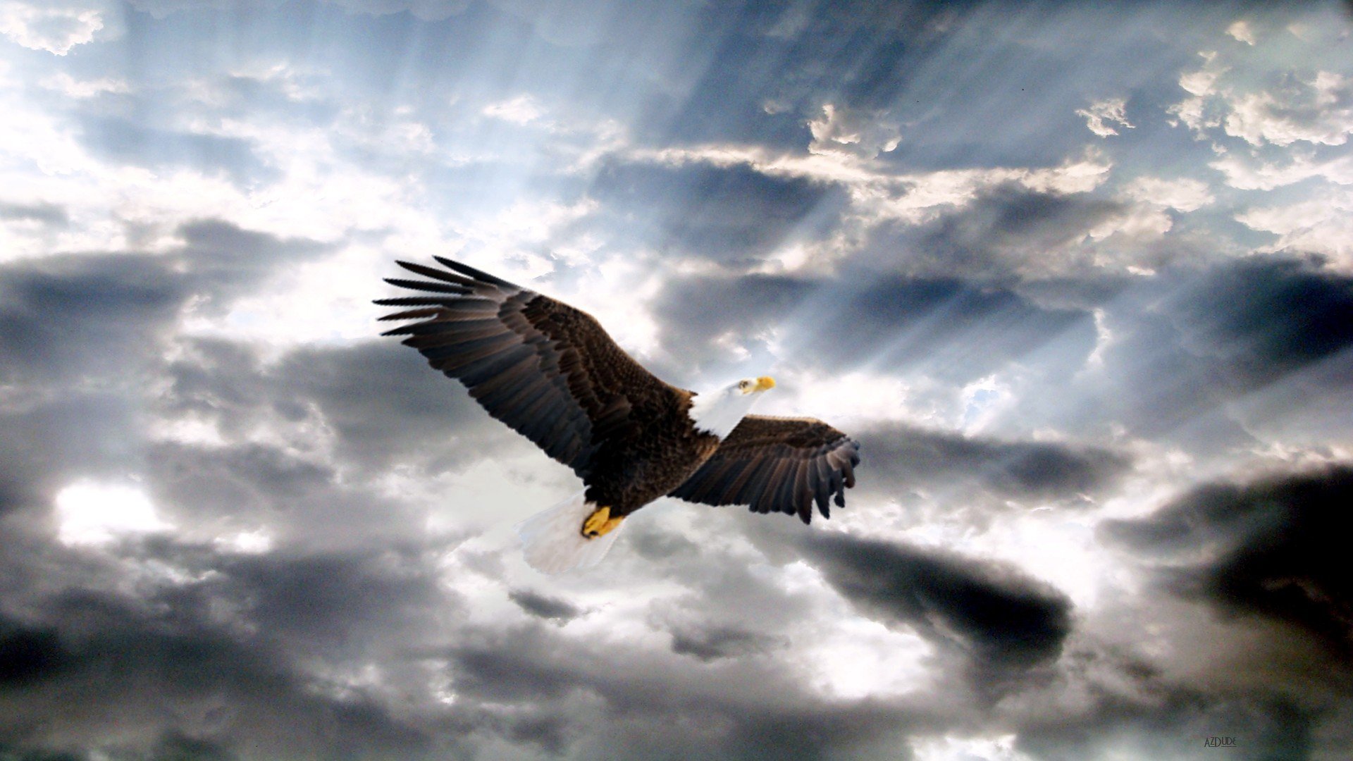 Awesome Eagle free background ID:231162 for full hd 1920x1080 PC