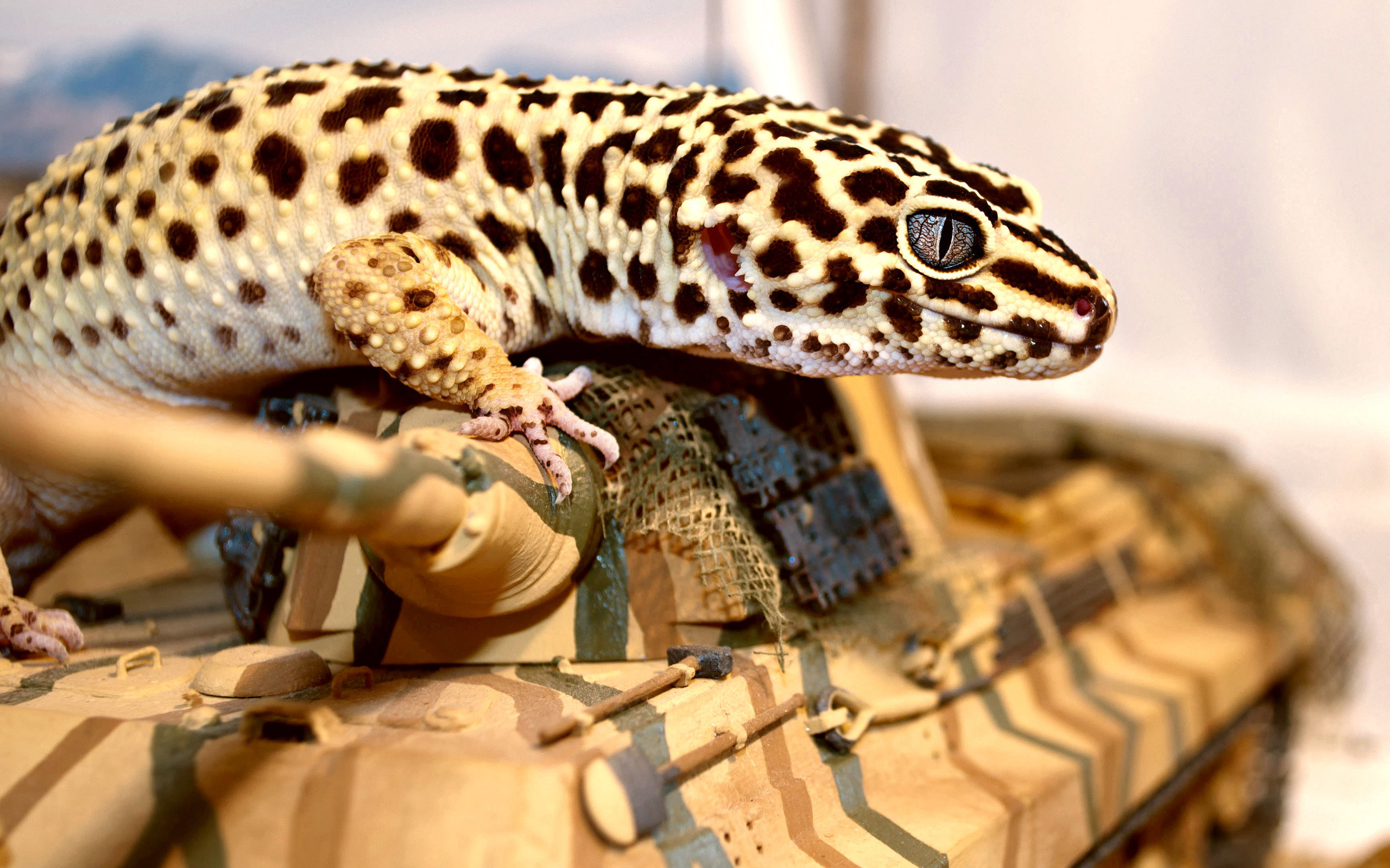Free download Gecko background ID:114502 hd 2560x1600 for PC