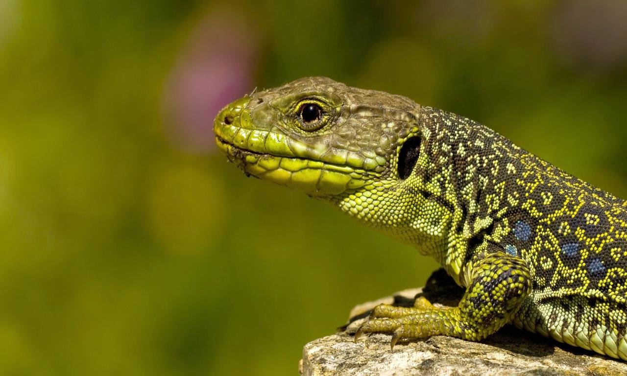 Awesome Lizard free background ID:444110 for hd 1280x768 computer
