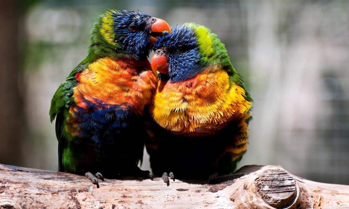 Download hd 1200x720 Rainbow Lorikeet computer background ID:10198 for free