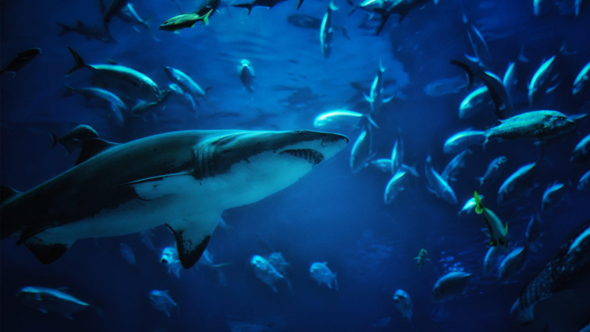 Free download Shark background ID:180649 hd 1080p for computer