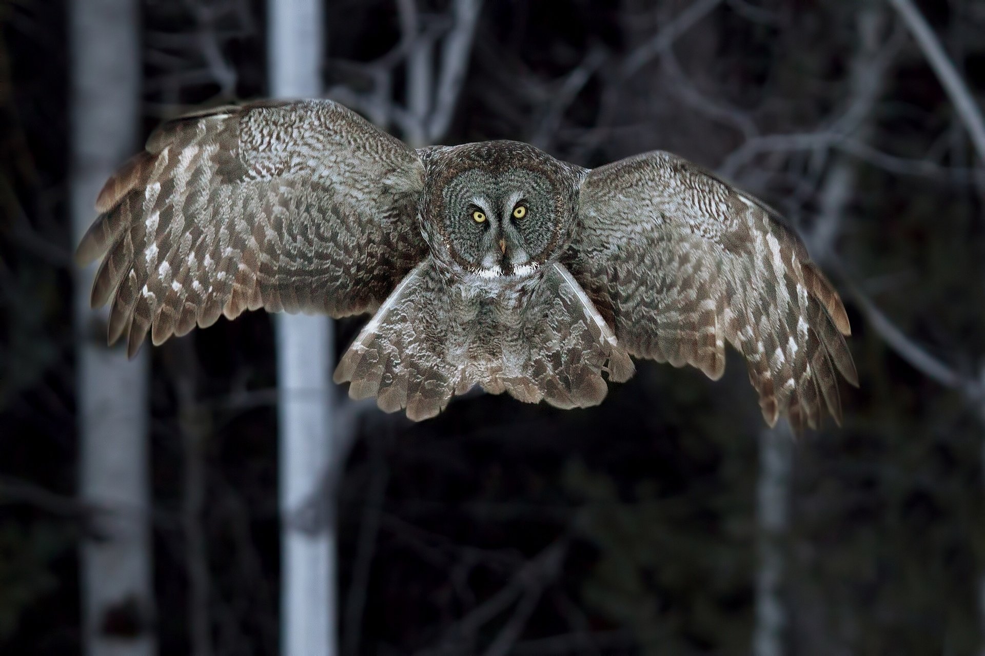Free Great Grey Owl high quality background ID:235114 for hd 1920x1280 PC
