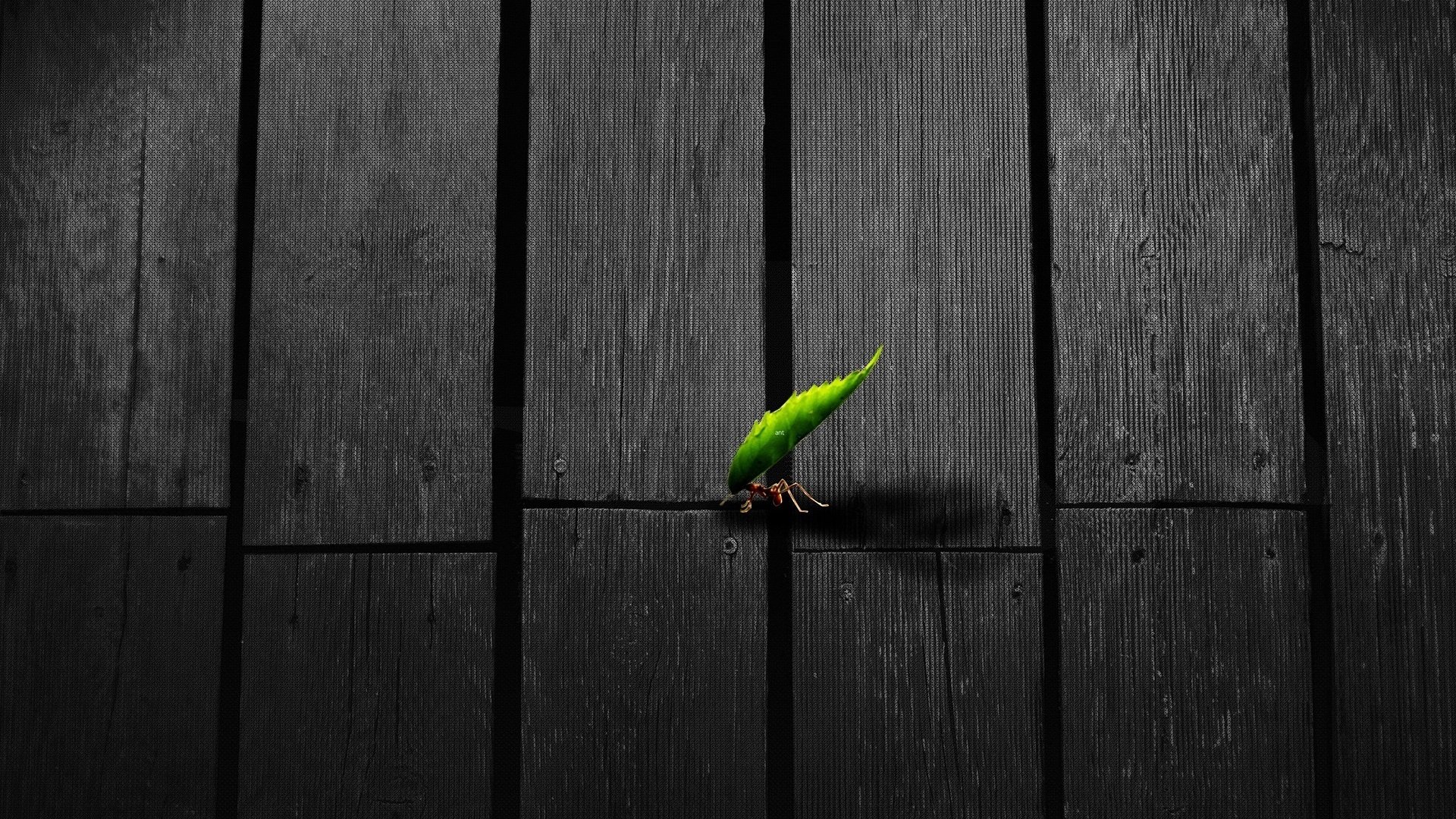 Free download Ant background ID:401287 1080p for desktop