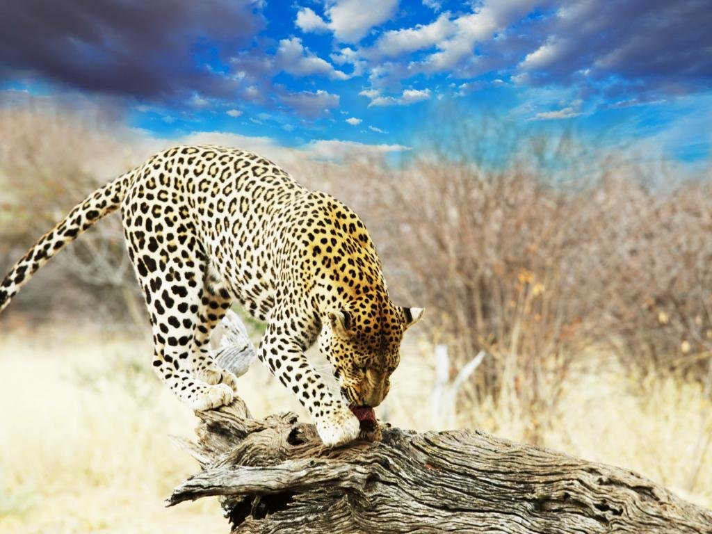 Awesome Leopard free wallpaper ID:447810 for hd 1024x768 computer