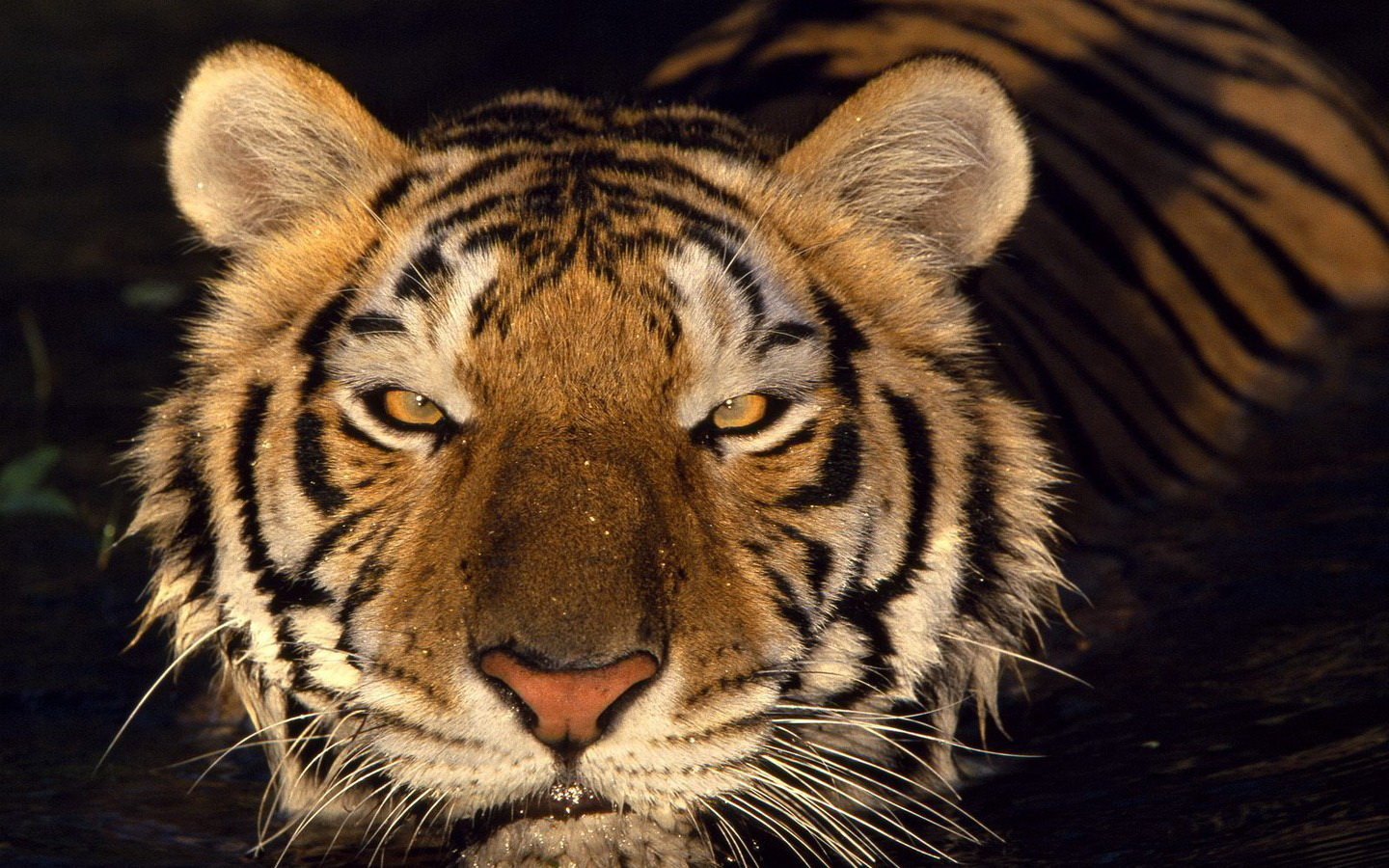 Awesome Tiger free wallpaper ID:116631 for hd 1440x900 computer