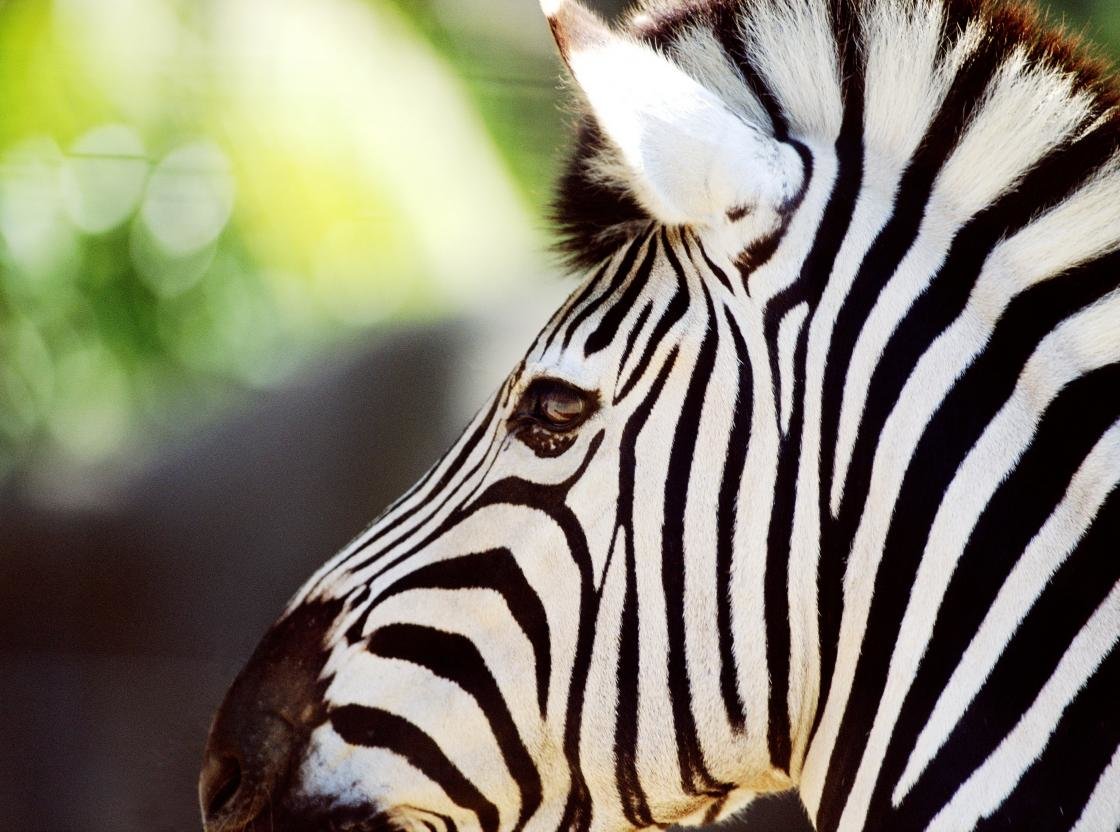 Awesome Zebra free background ID:73763 for hd 1120x832 desktop