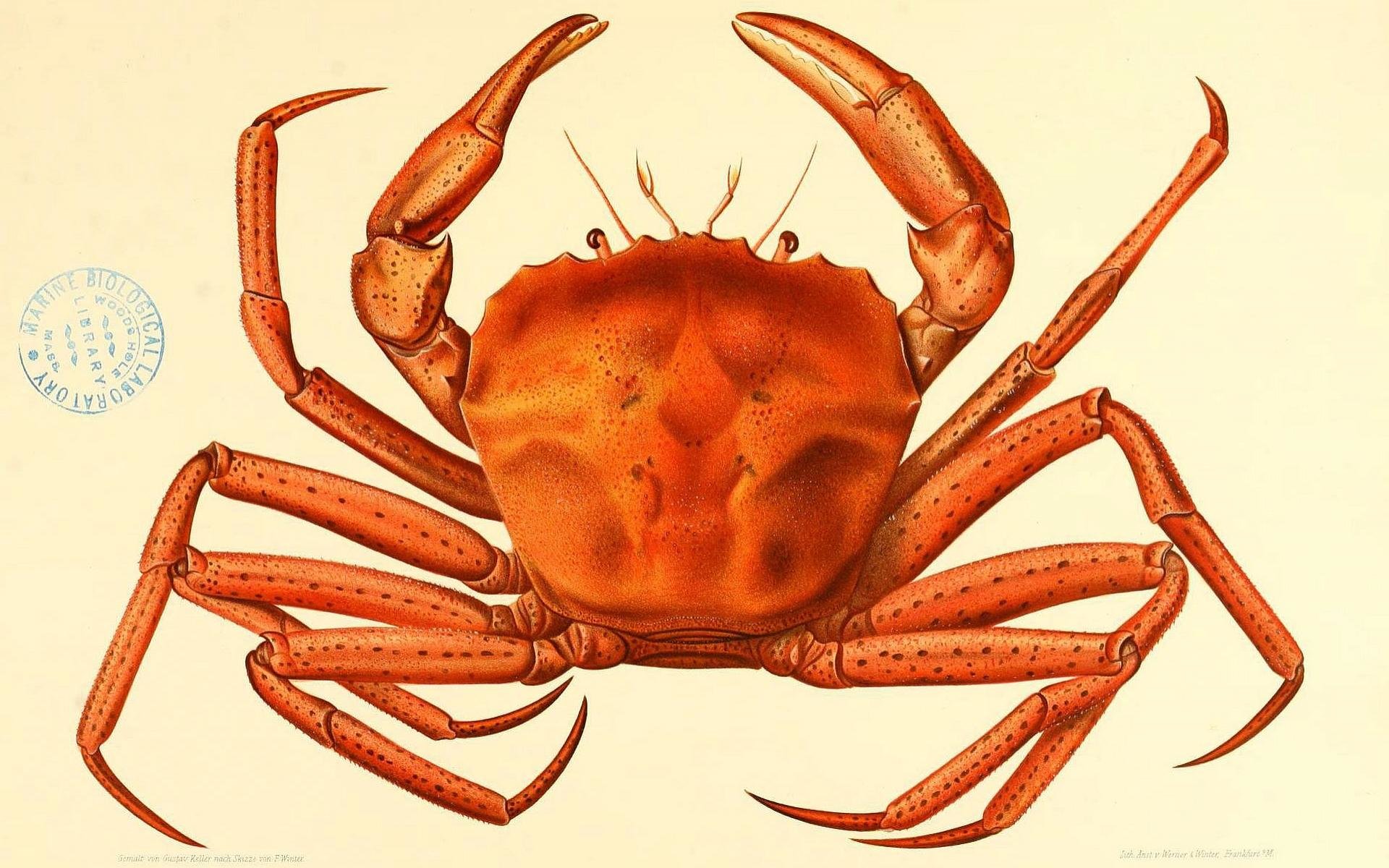 Free download Crab wallpaper ID:294336 hd 1920x1200 for computer