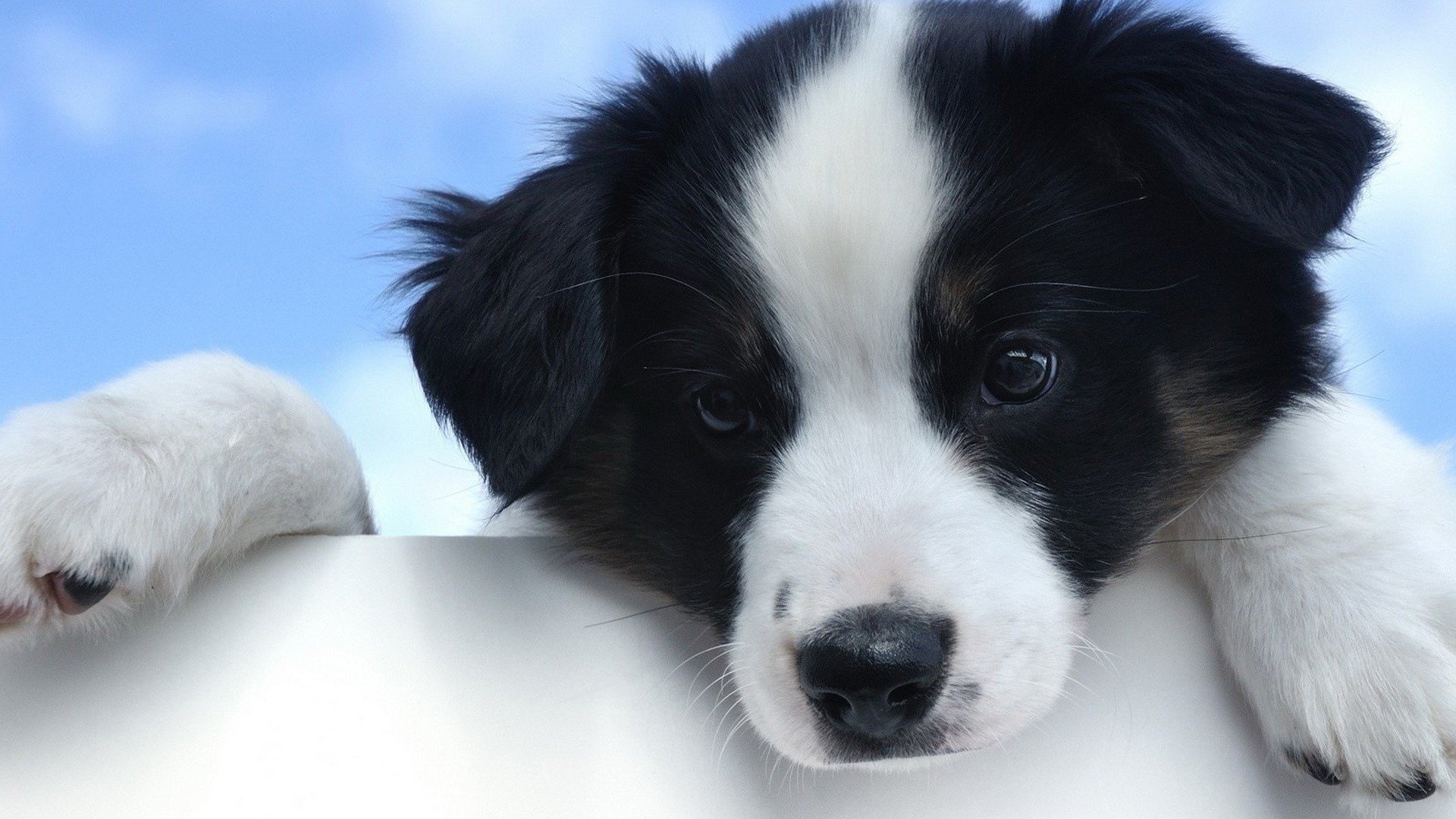 Free Puppy high quality background ID:46819 for full hd 1920x1080 desktop