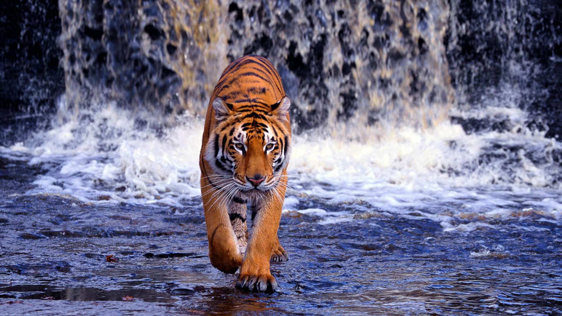 Best Tiger background ID:115597 for High Resolution hd 1920x1080 computer