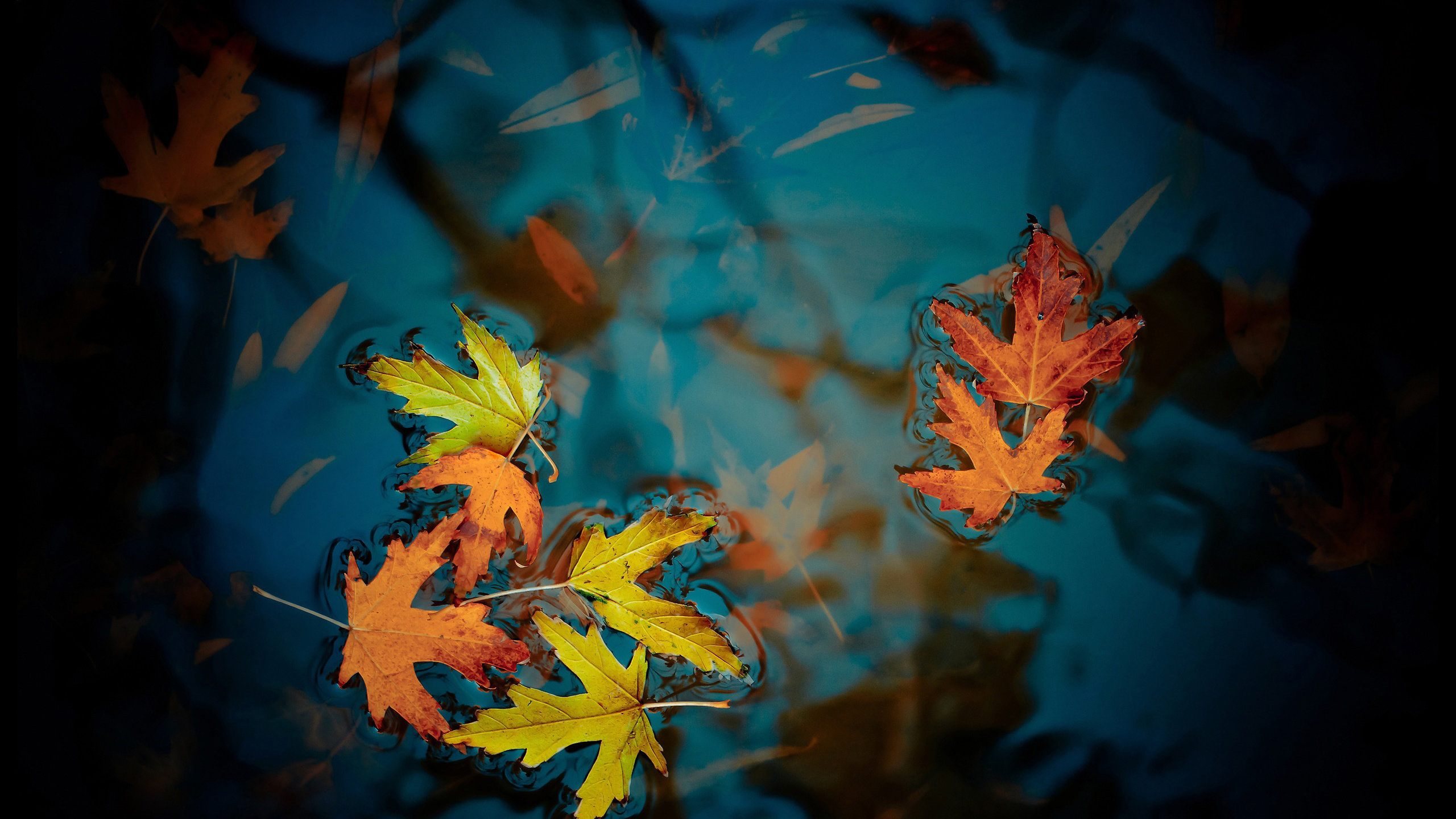Awesome Leaf free background ID:361040 for hd 2560x1440 PC