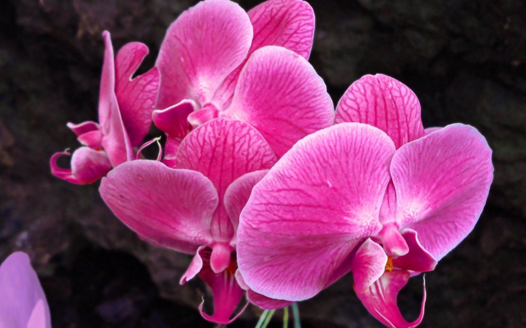Free download Orchid background ID:449492 hd 1680x1050 for PC