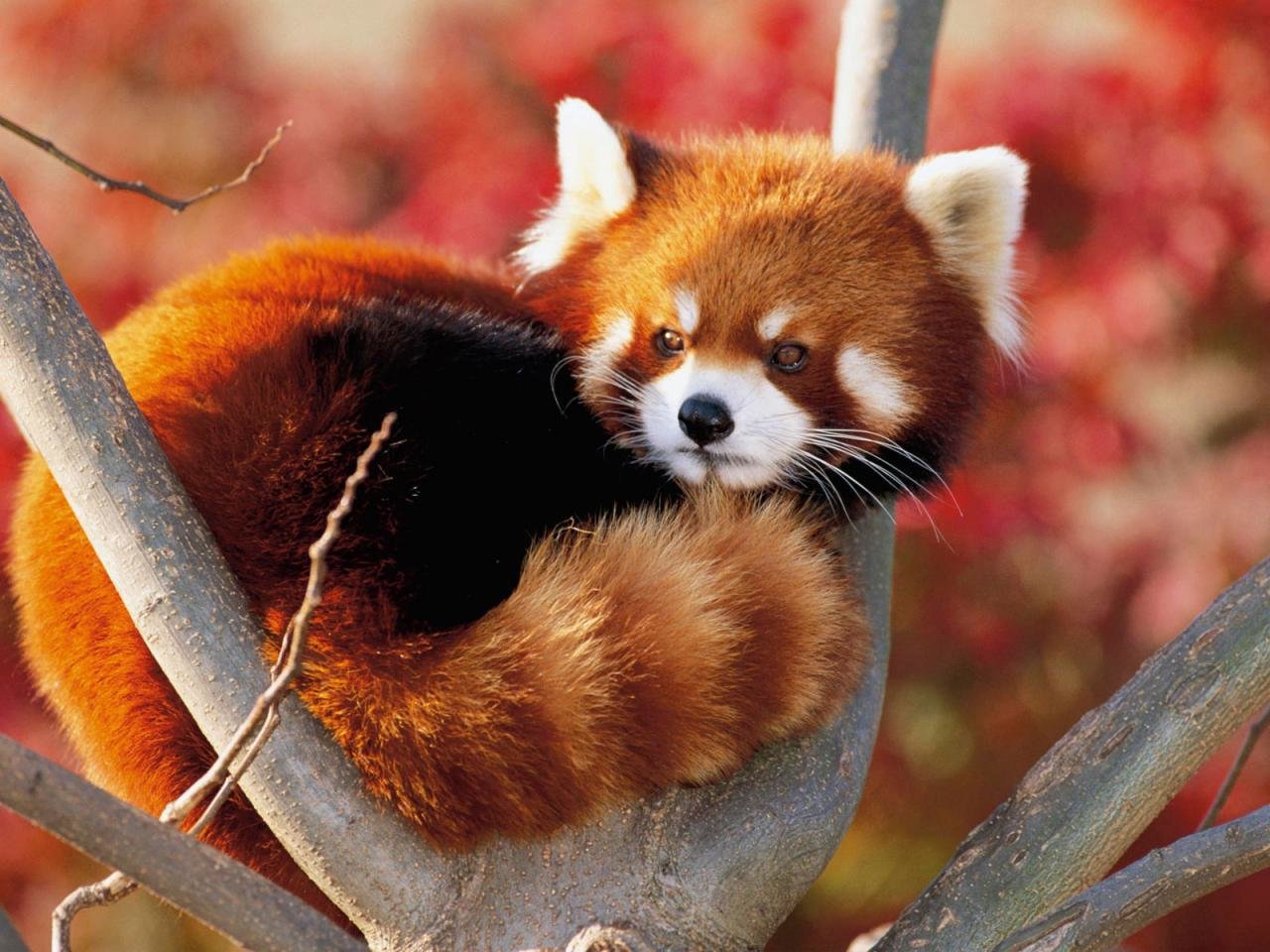 Awesome Red Panda free wallpaper ID:63997 for hd 1280x960 computer