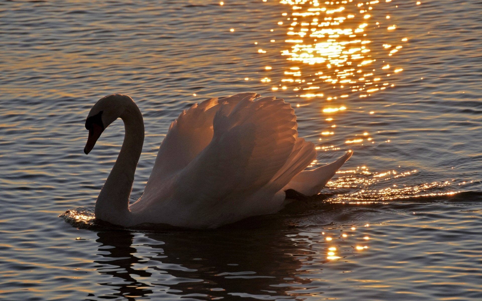 Free Swan high quality background ID:169328 for hd 1920x1200 PC