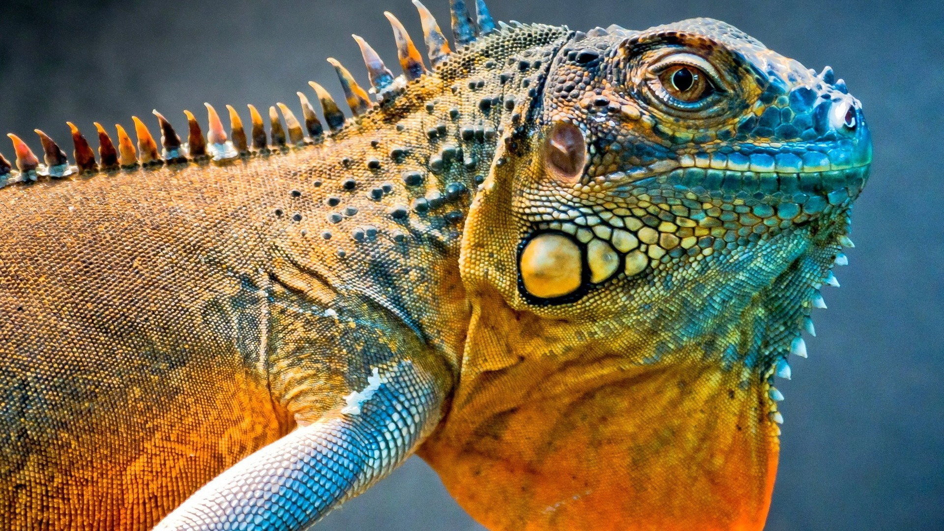 Awesome Iguana free background ID:380903 for full hd 1920x1080 desktop