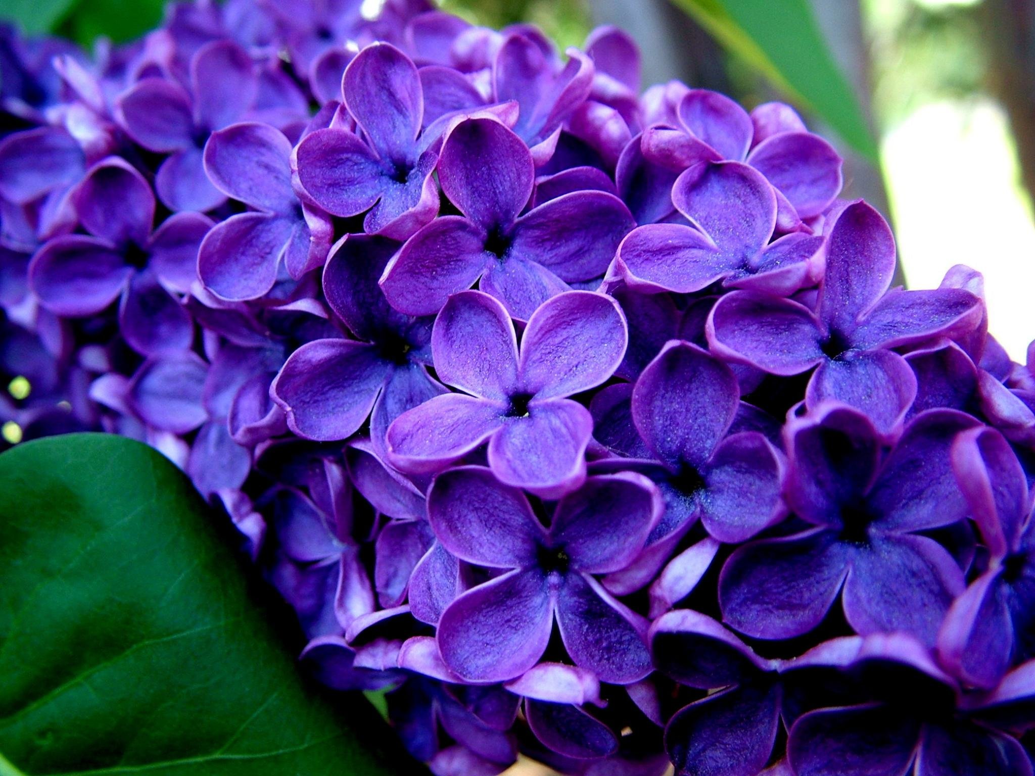 Free Lilac high quality background ID:276179 for hd 2048x1536 computer