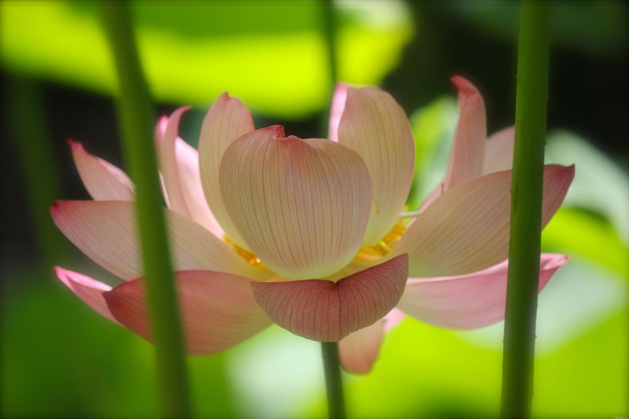 High resolution Lotus flower hd 1280x854 background ID:48452 for PC