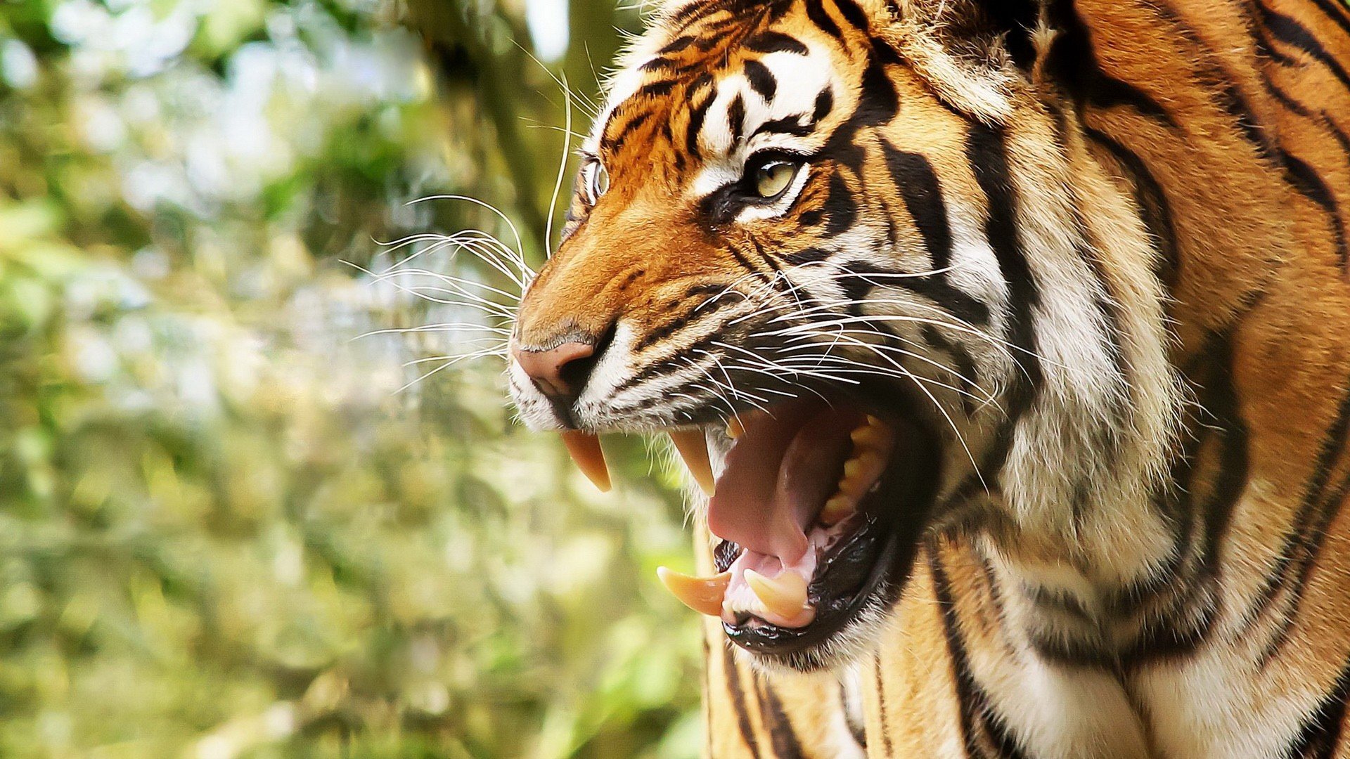 Free Tiger high quality background ID:116625 for hd 1920x1080 desktop