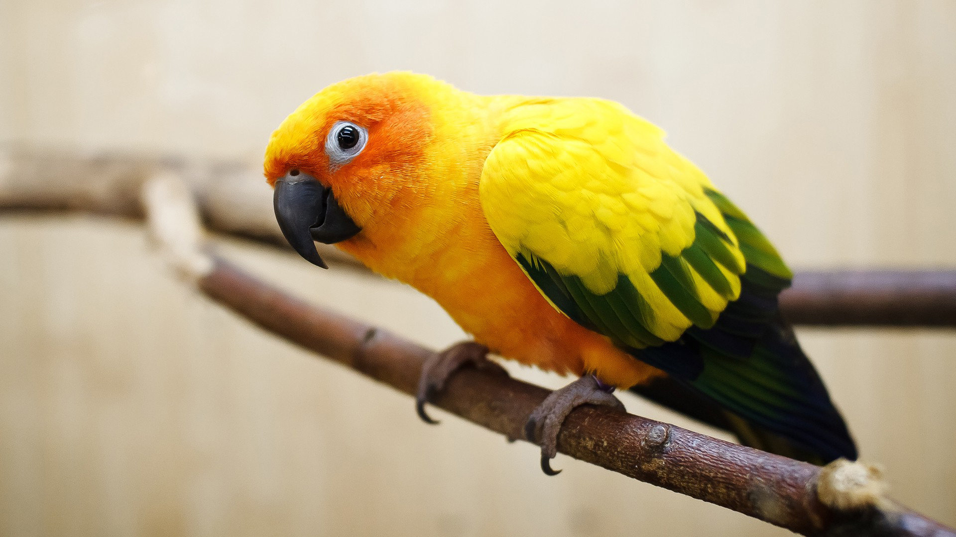 Download hd 1080p Parrot computer background ID:25784 for free