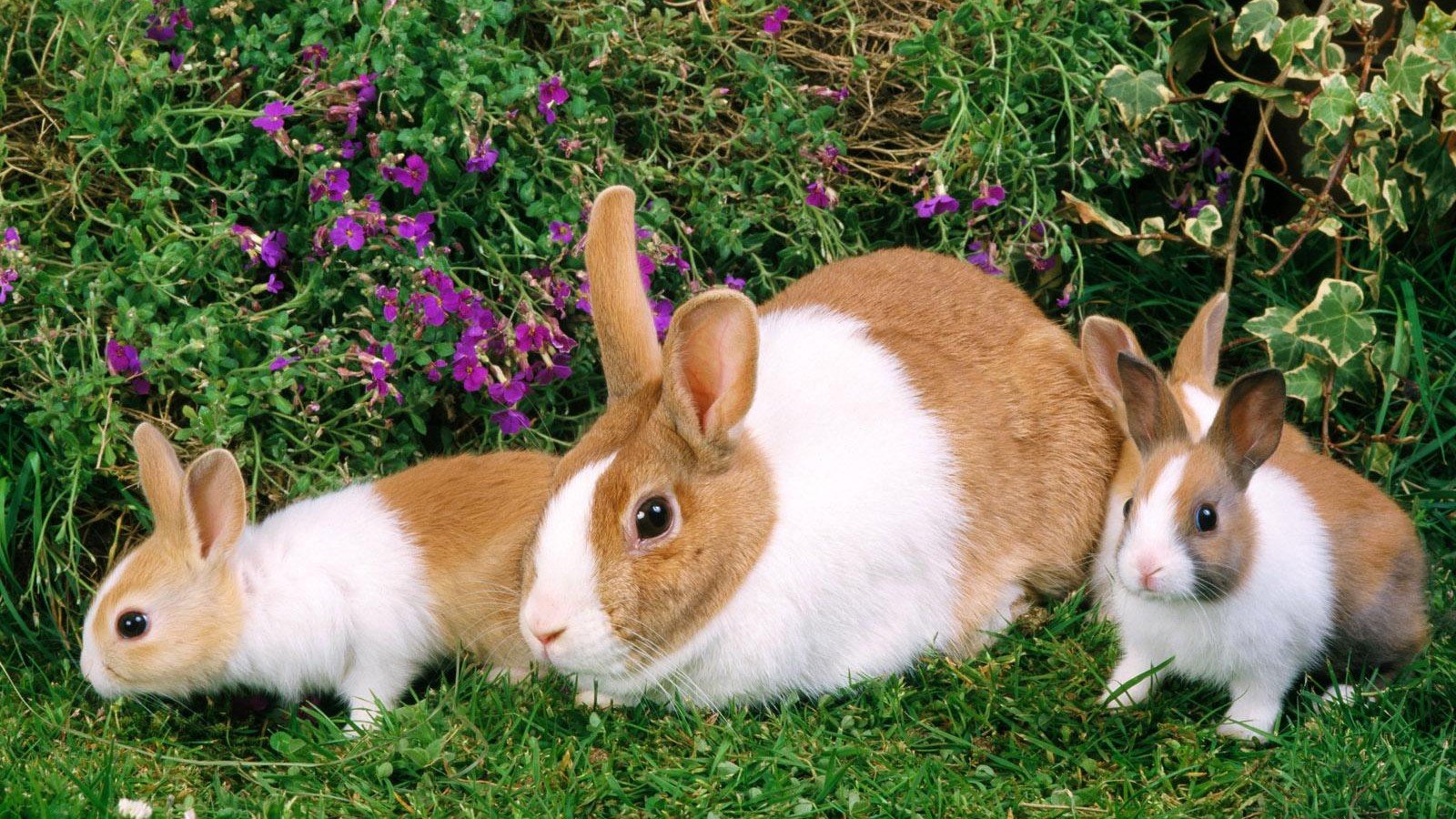 High resolution Rabbit & Bunny hd 1600x900 background ID:249031 for PC