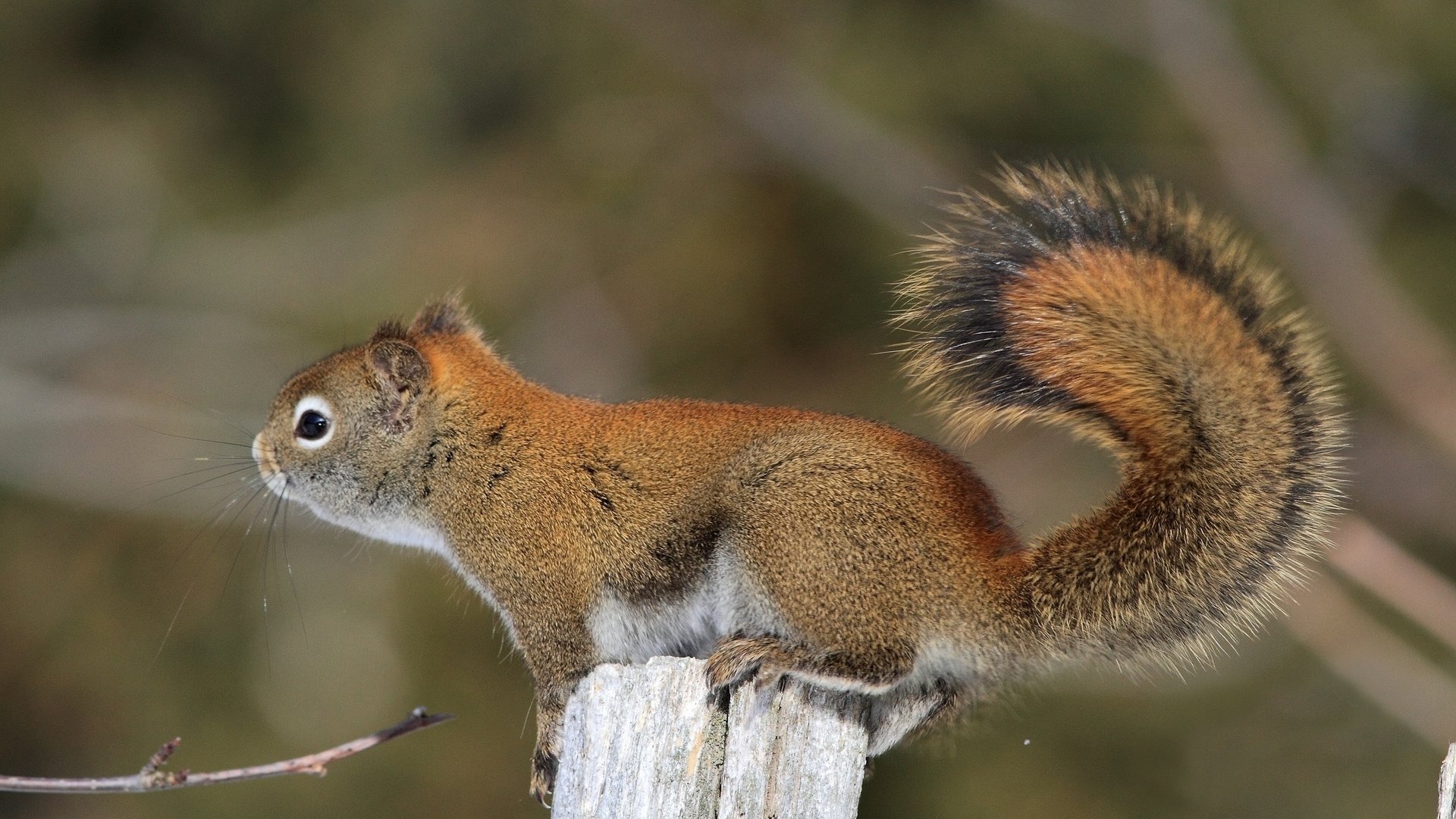 Awesome Squirrel free wallpaper ID:311935 for hd 1080p desktop