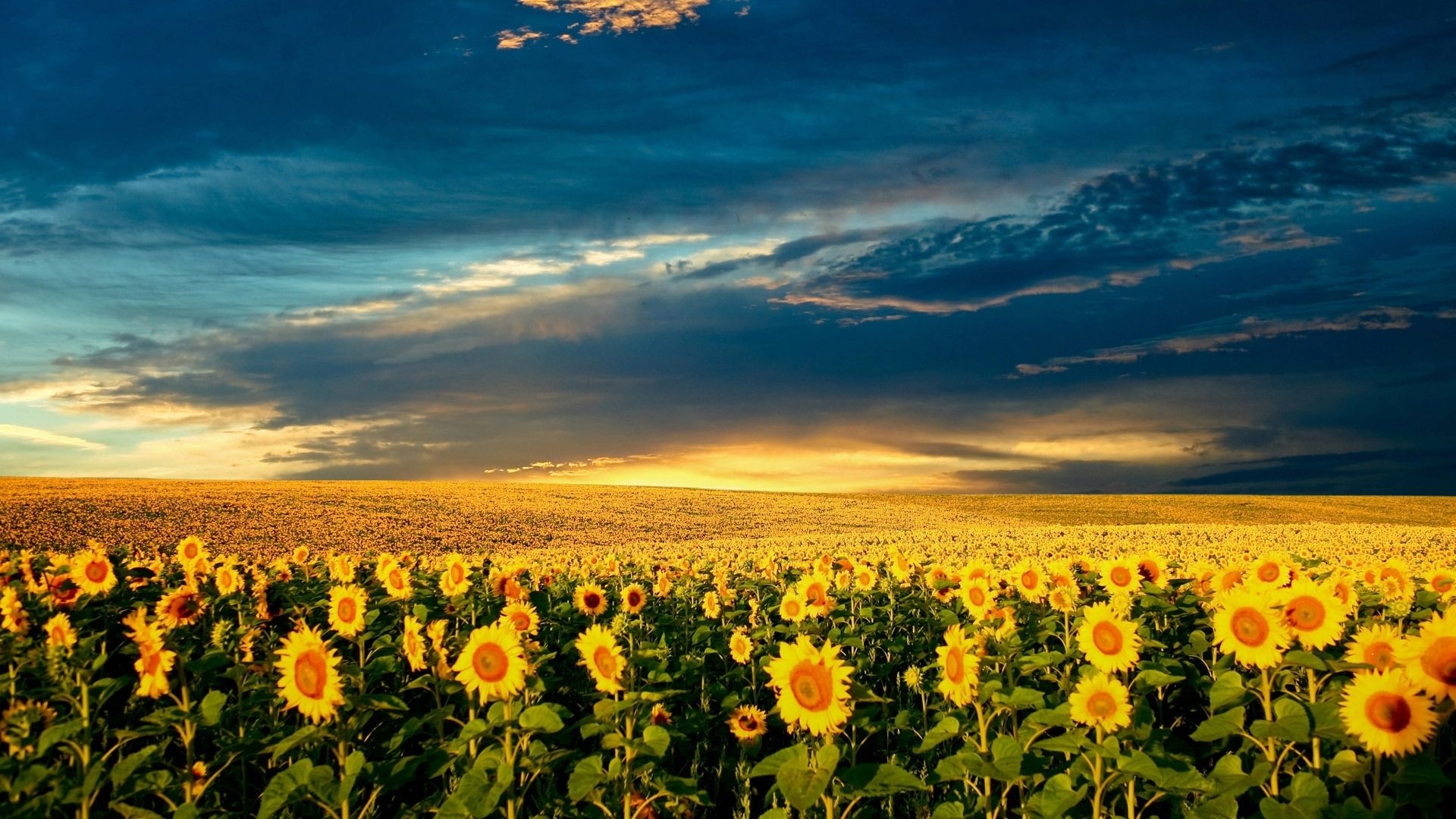Free Sunflower high quality background ID:226556 for full hd 1080p computer