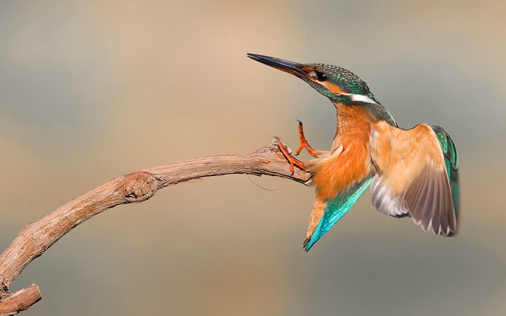 Download hd 1680x1050 Kingfisher PC wallpaper ID:311387 for free
