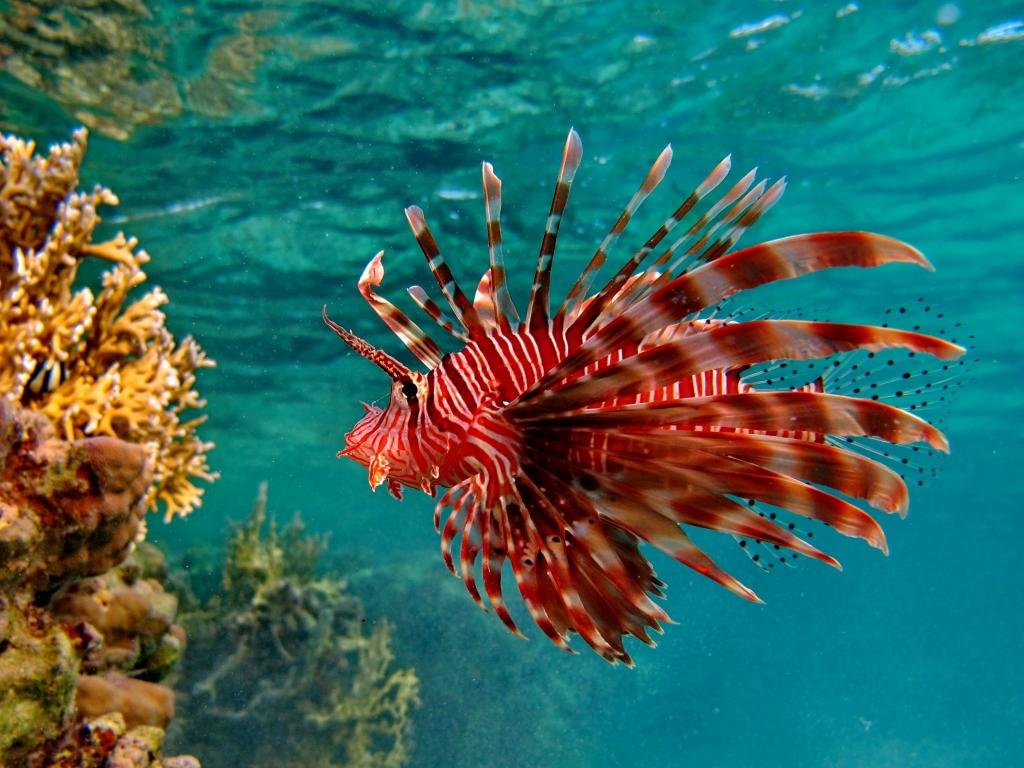 Free download Lionfish background ID:438230 hd 1024x768 for desktop