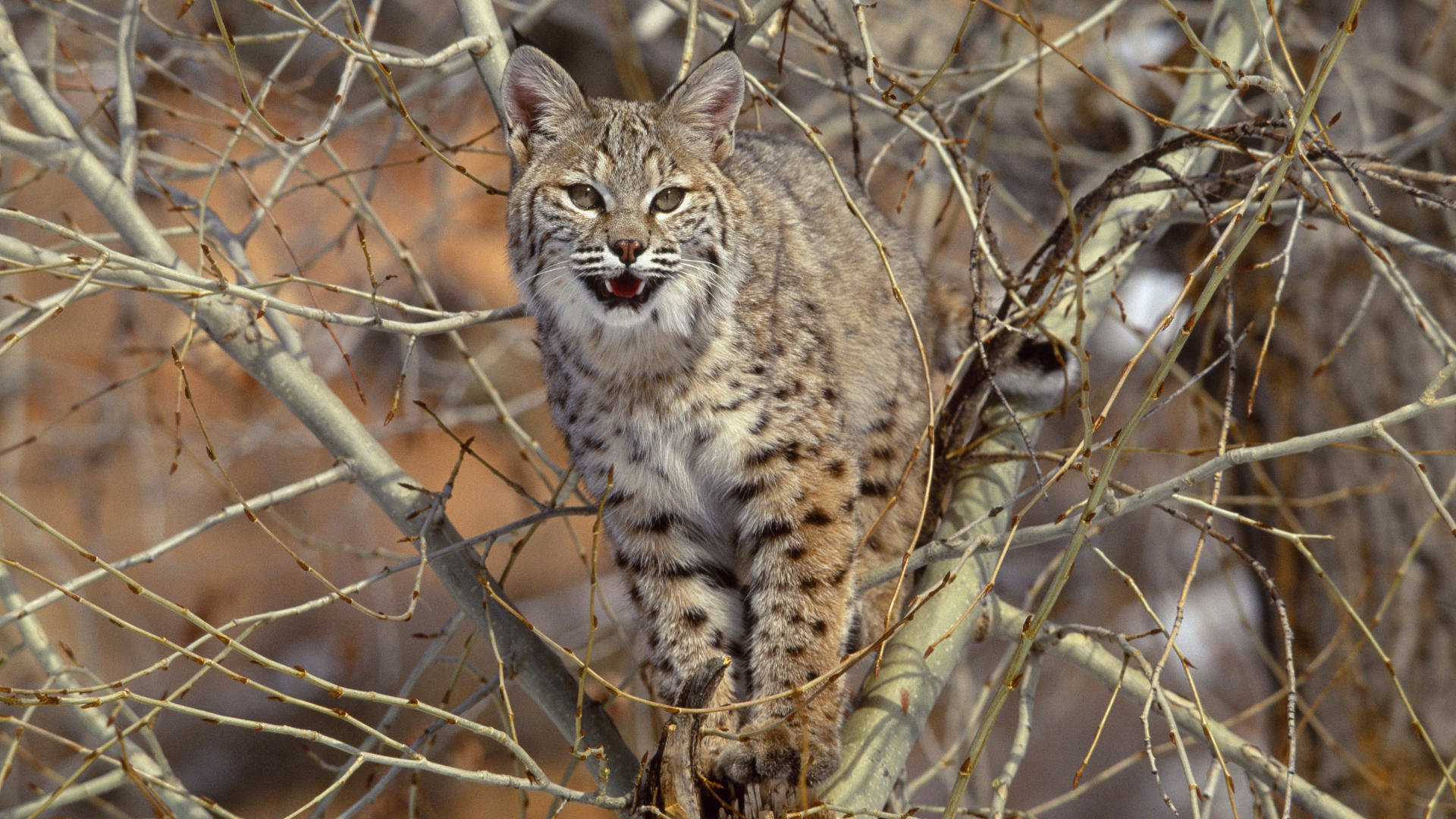 High resolution Lynx full hd 1080p background ID:105787 for PC