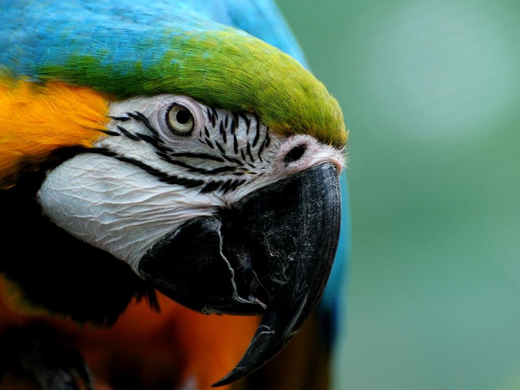 Free Macaw high quality background ID:46496 for hd 1024x768 desktop