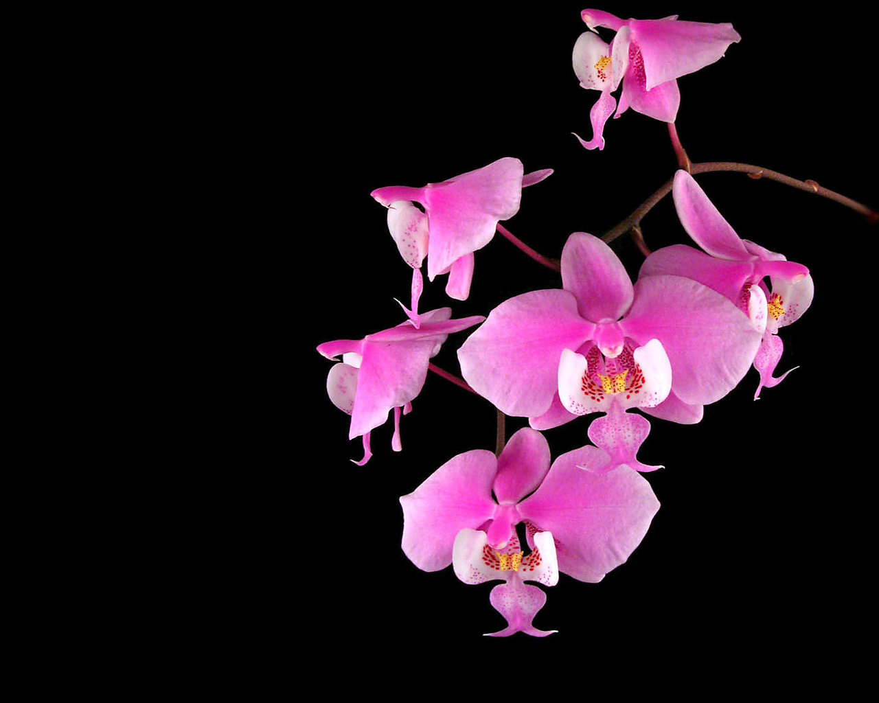 Free download Orchid wallpaper ID:449615 hd 1280x1024 for desktop