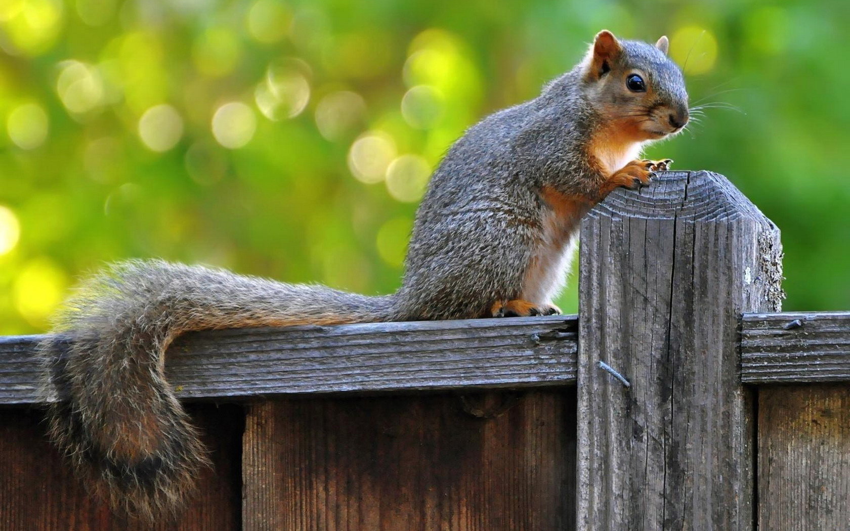 Free Squirrel high quality background ID:311933 for hd 1680x1050 PC