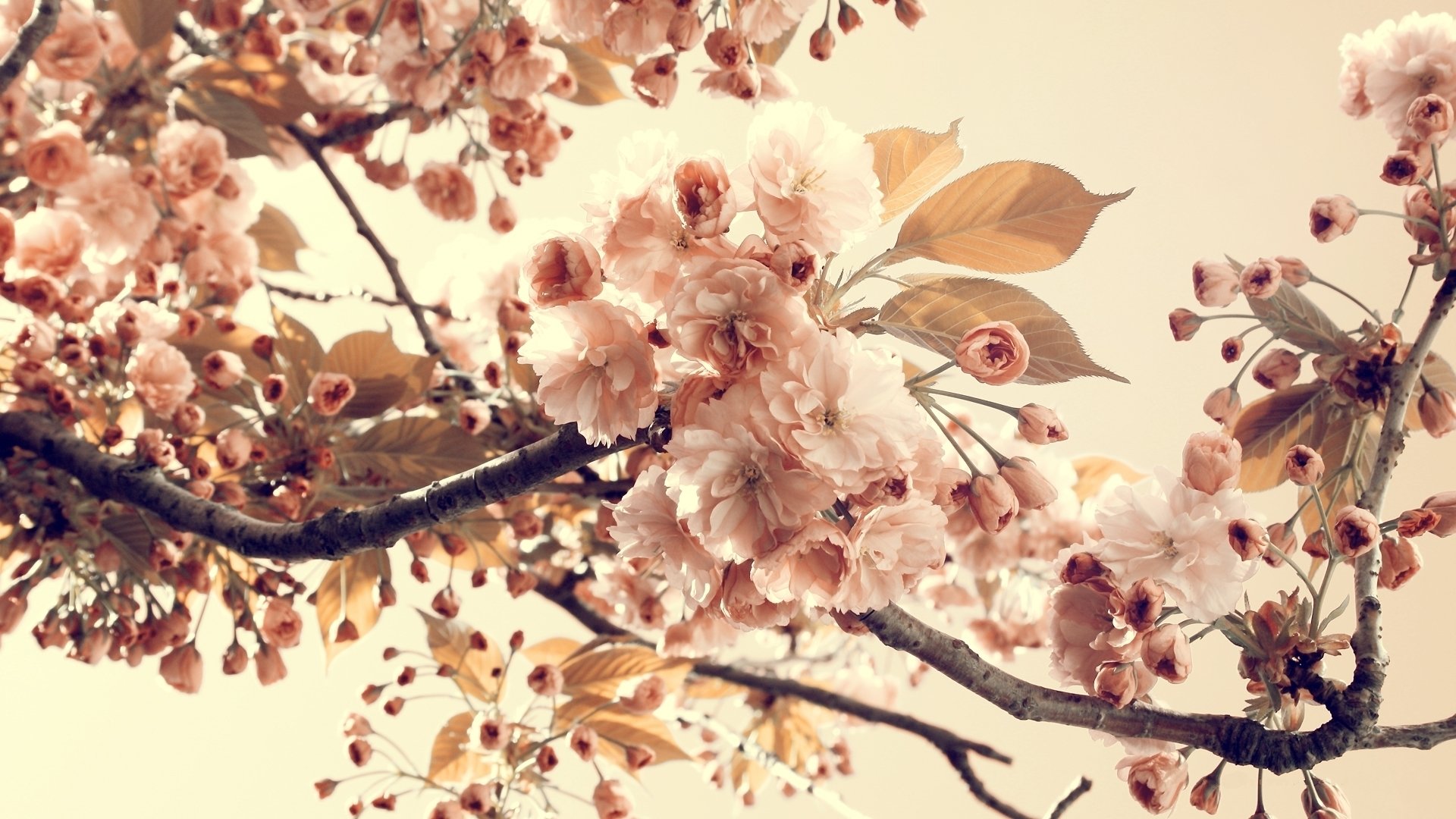 Best Blossom background ID:333197 for High Resolution hd 1080p computer