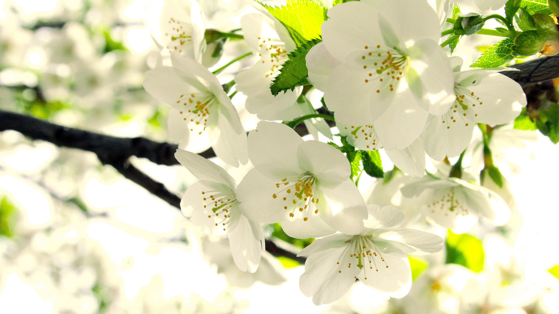 Free Blossom high quality wallpaper ID:333199 for full hd 1080p PC